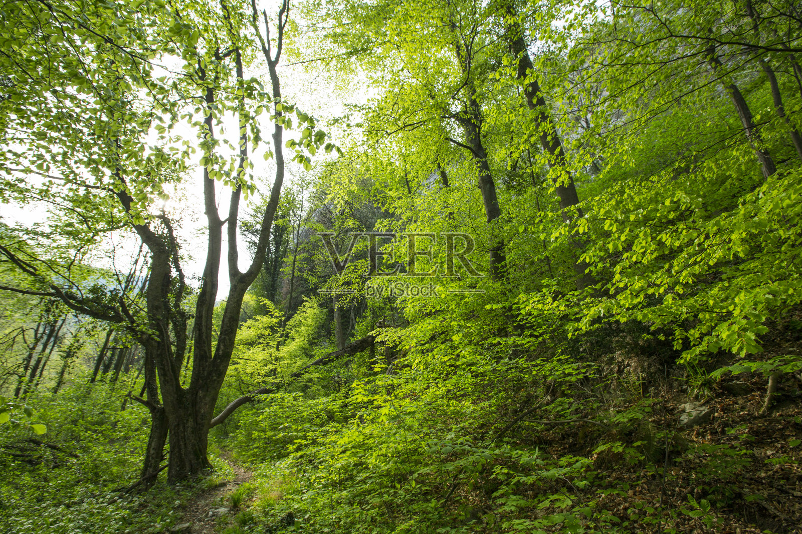 春天的森林风光照片摄影图片