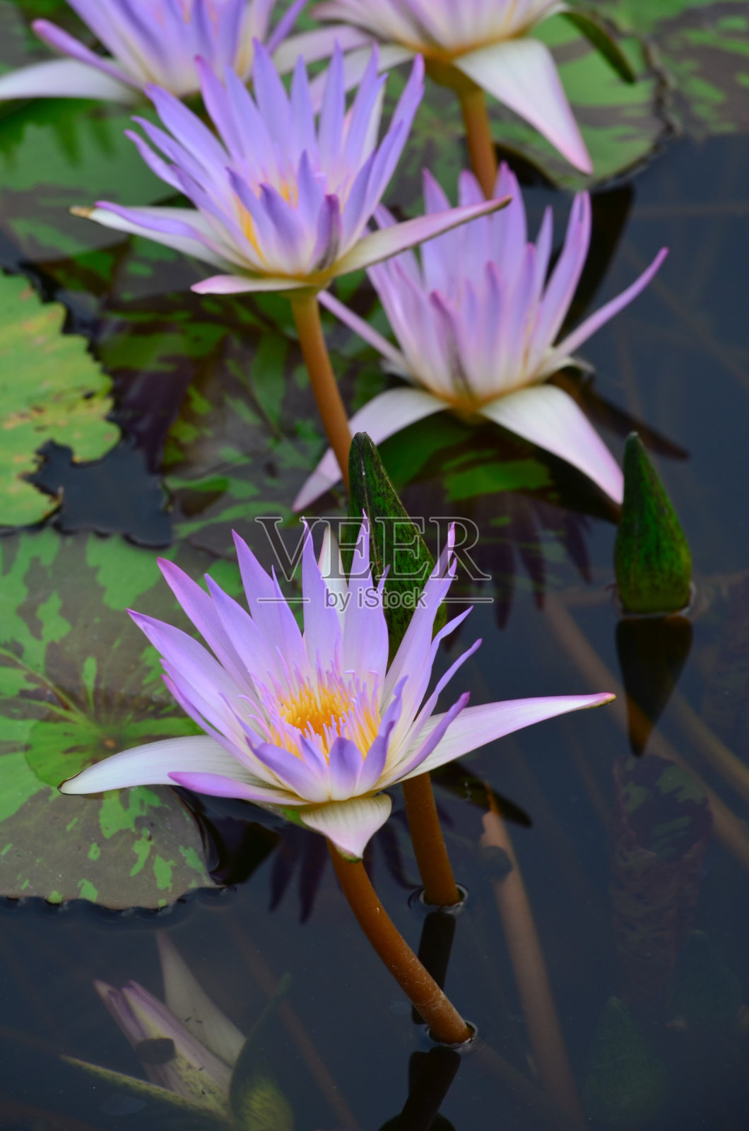 美丽的紫色莲花照片摄影图片