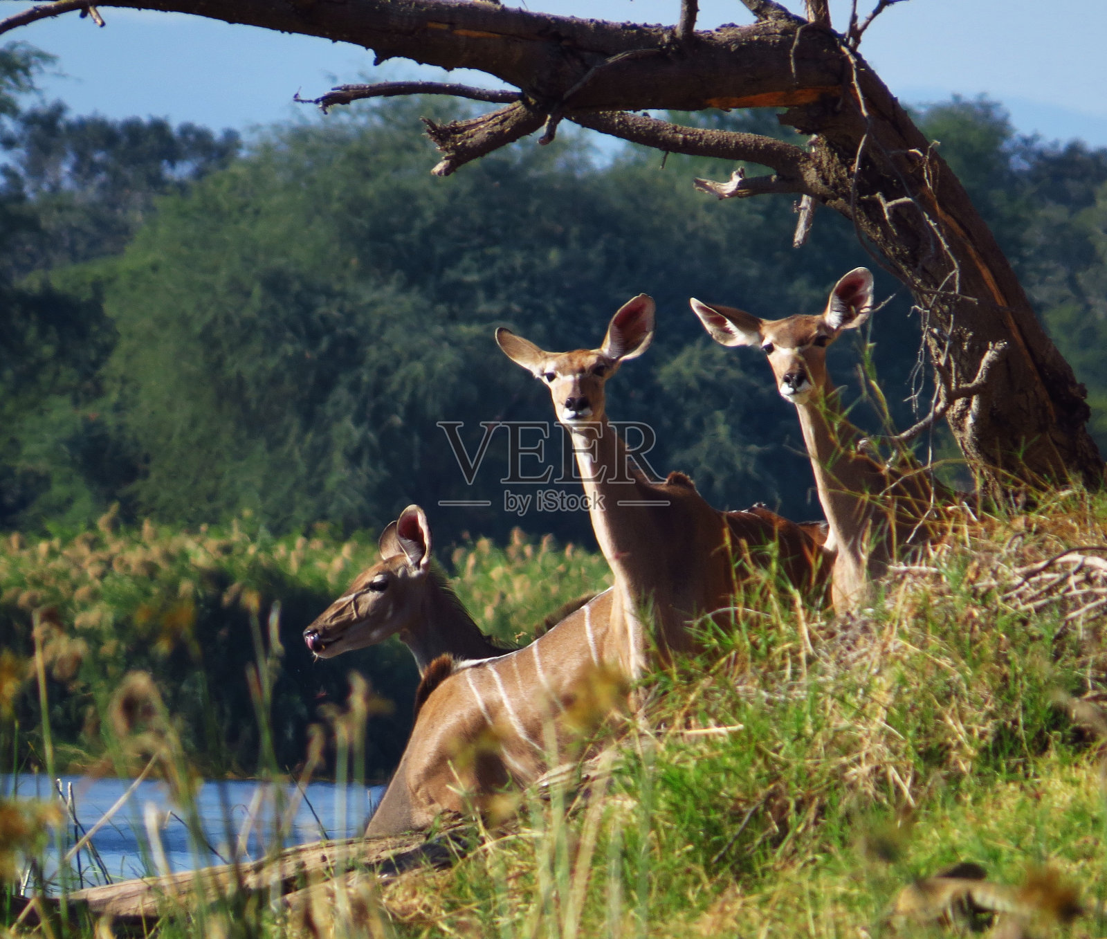 赞比西河上的羚羊照片摄影图片