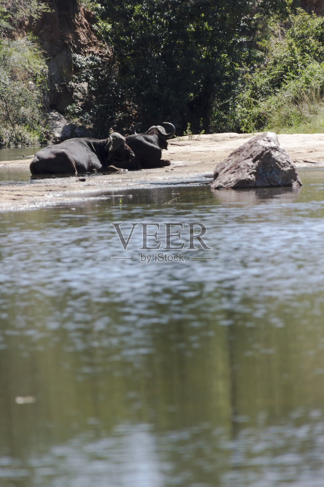 水牛躺在河边照片摄影图片
