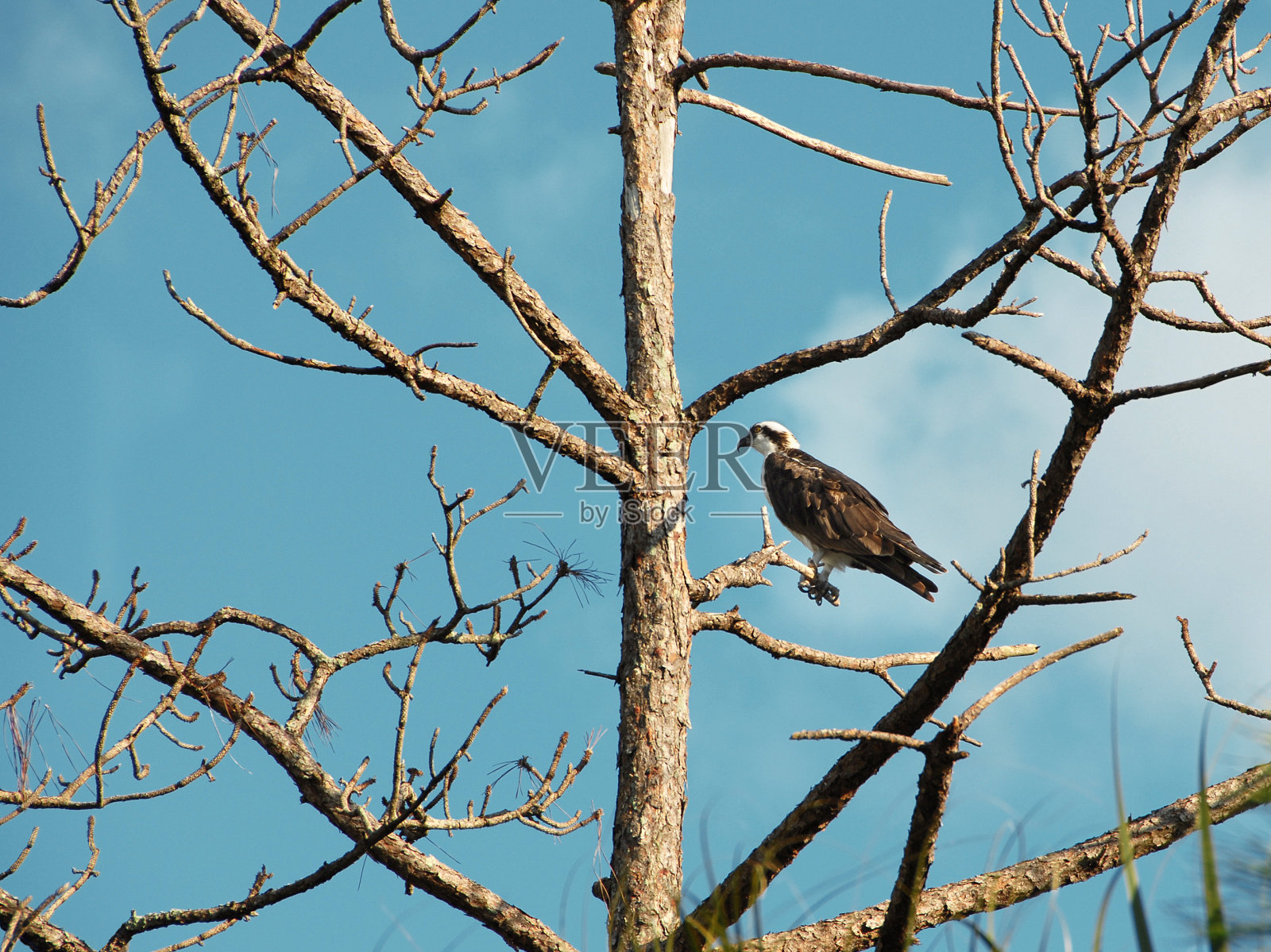 鱼鹰在一棵死松树上照片摄影图片