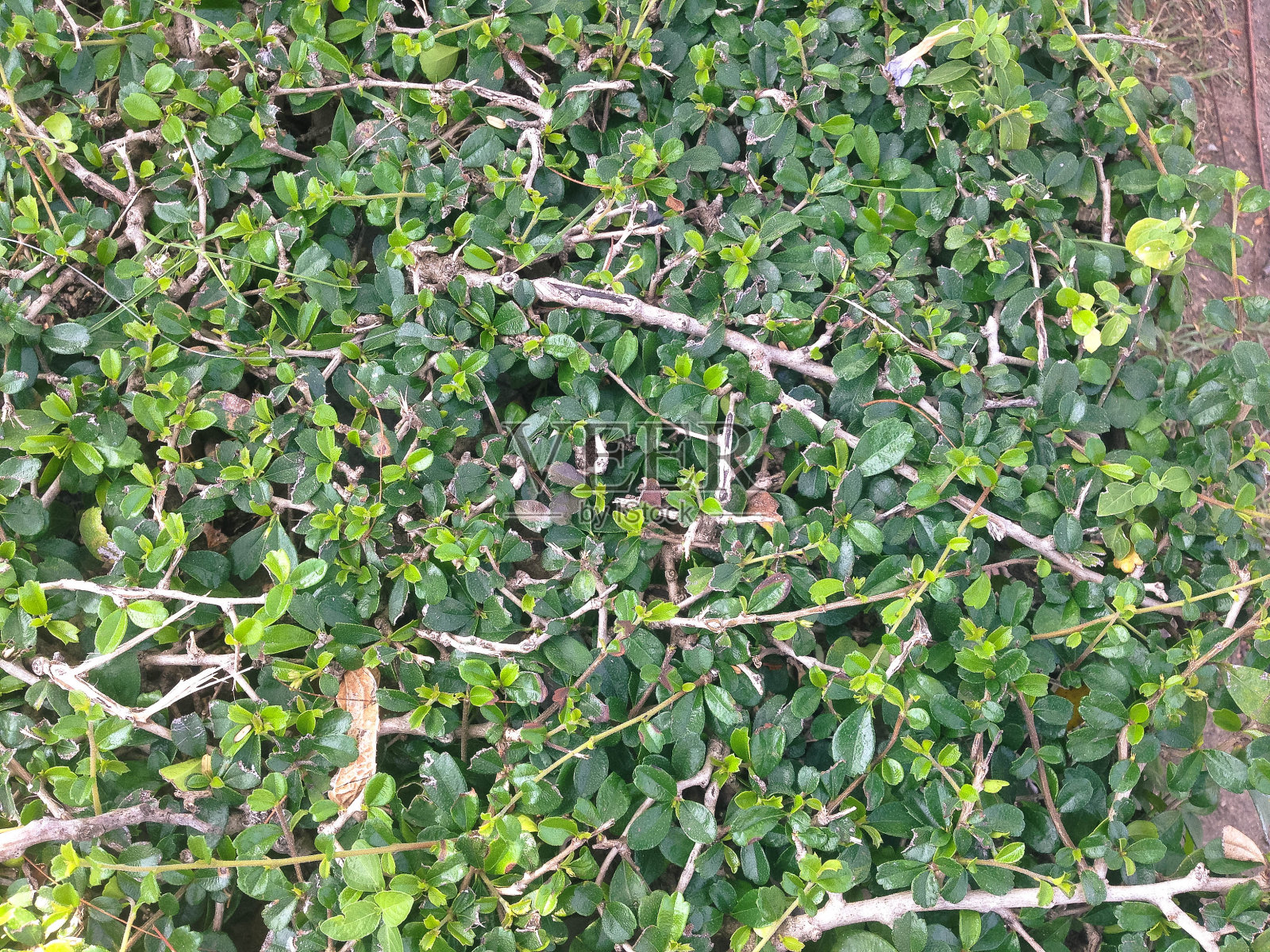 绿叶背景照片摄影图片