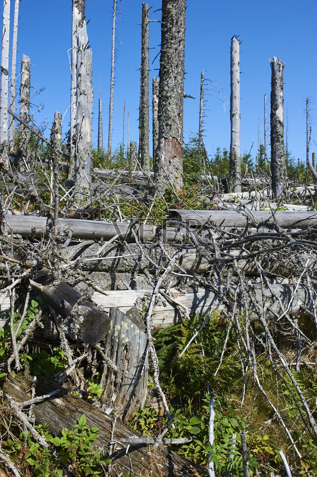 森林因树皮甲虫侵扰和基里尔风暴而枯死照片摄影图片