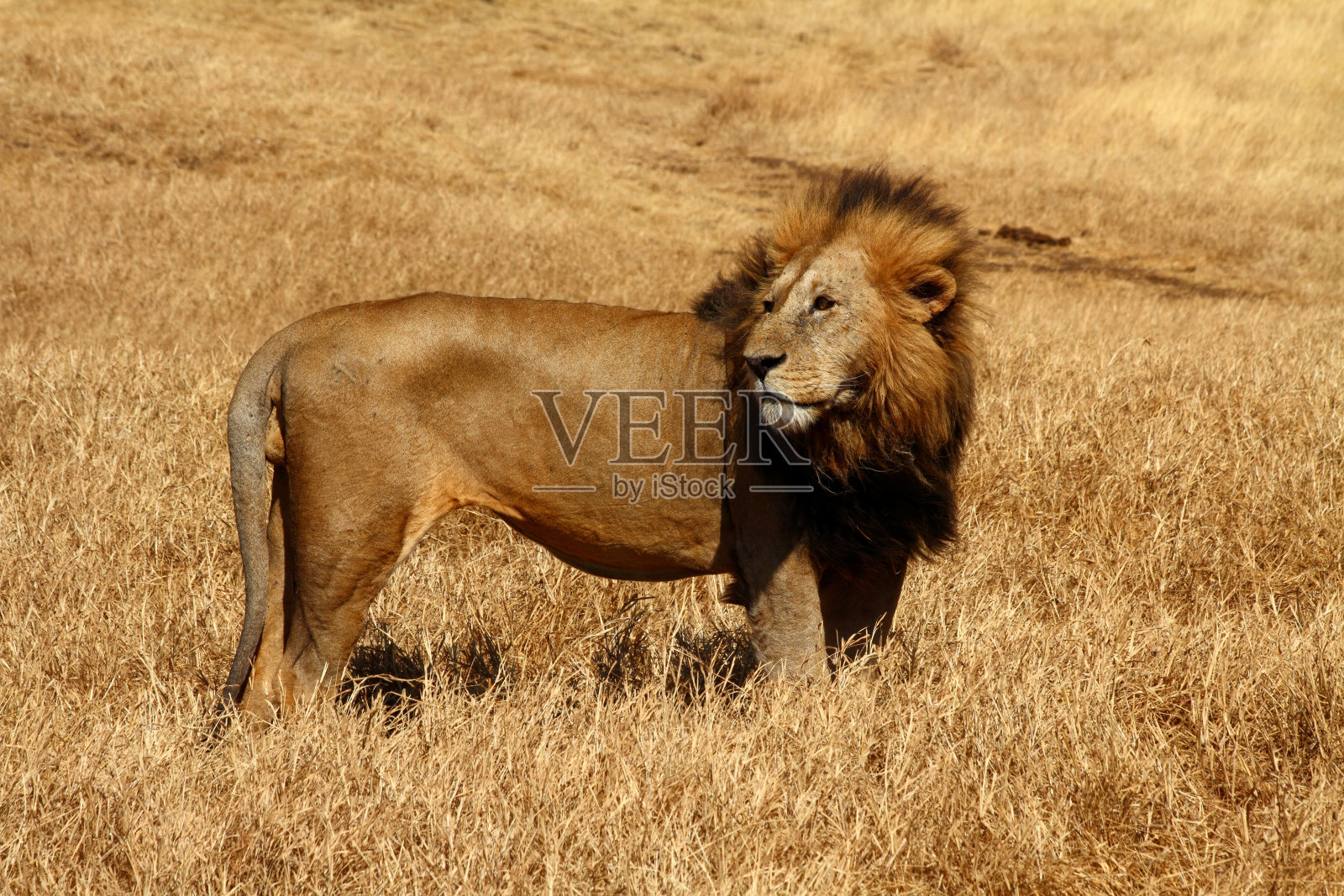 风吹着的雄狮照片摄影图片