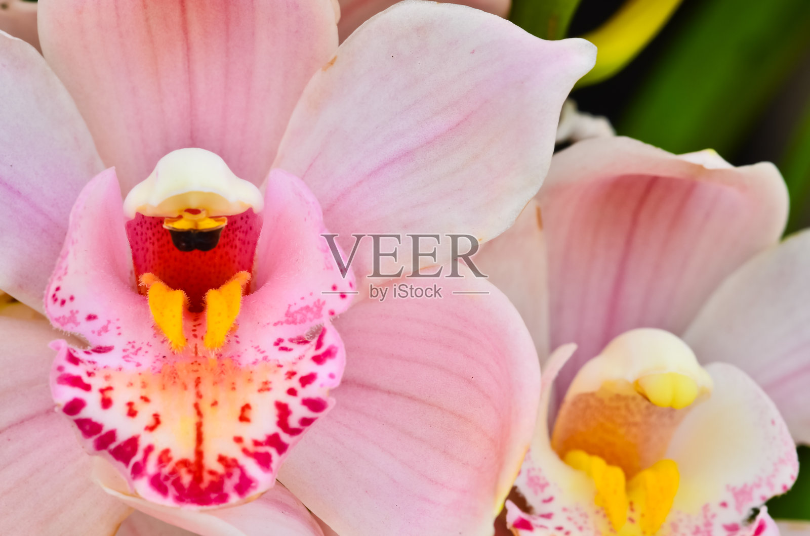 兰花照片摄影图片