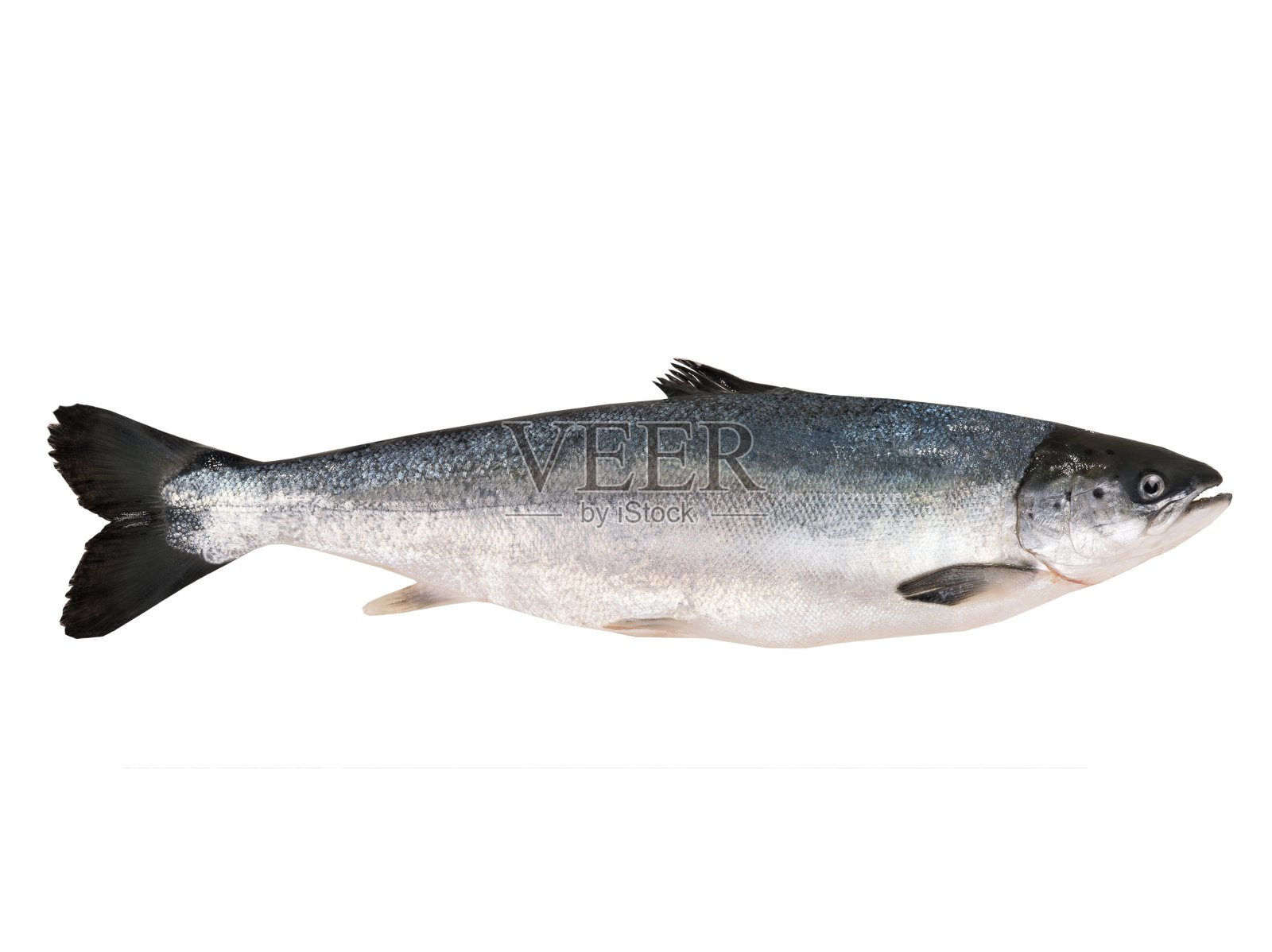 大马哈鱼照片摄影图片