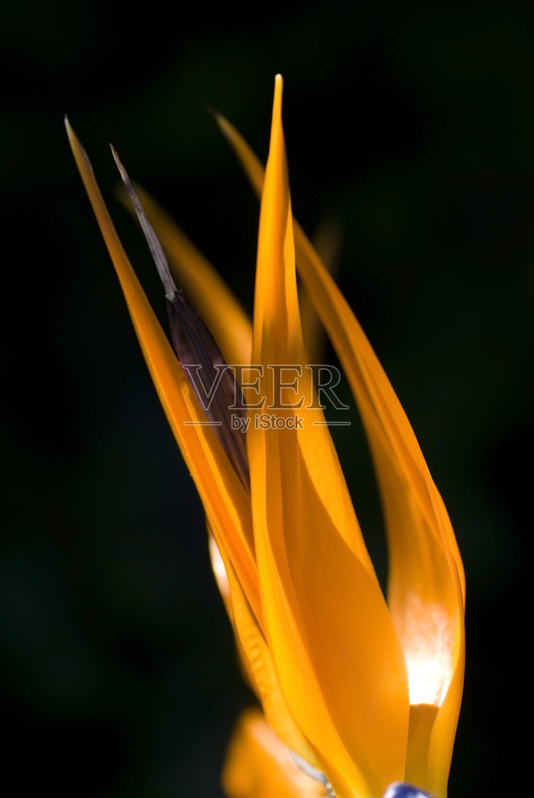 花照片摄影图片