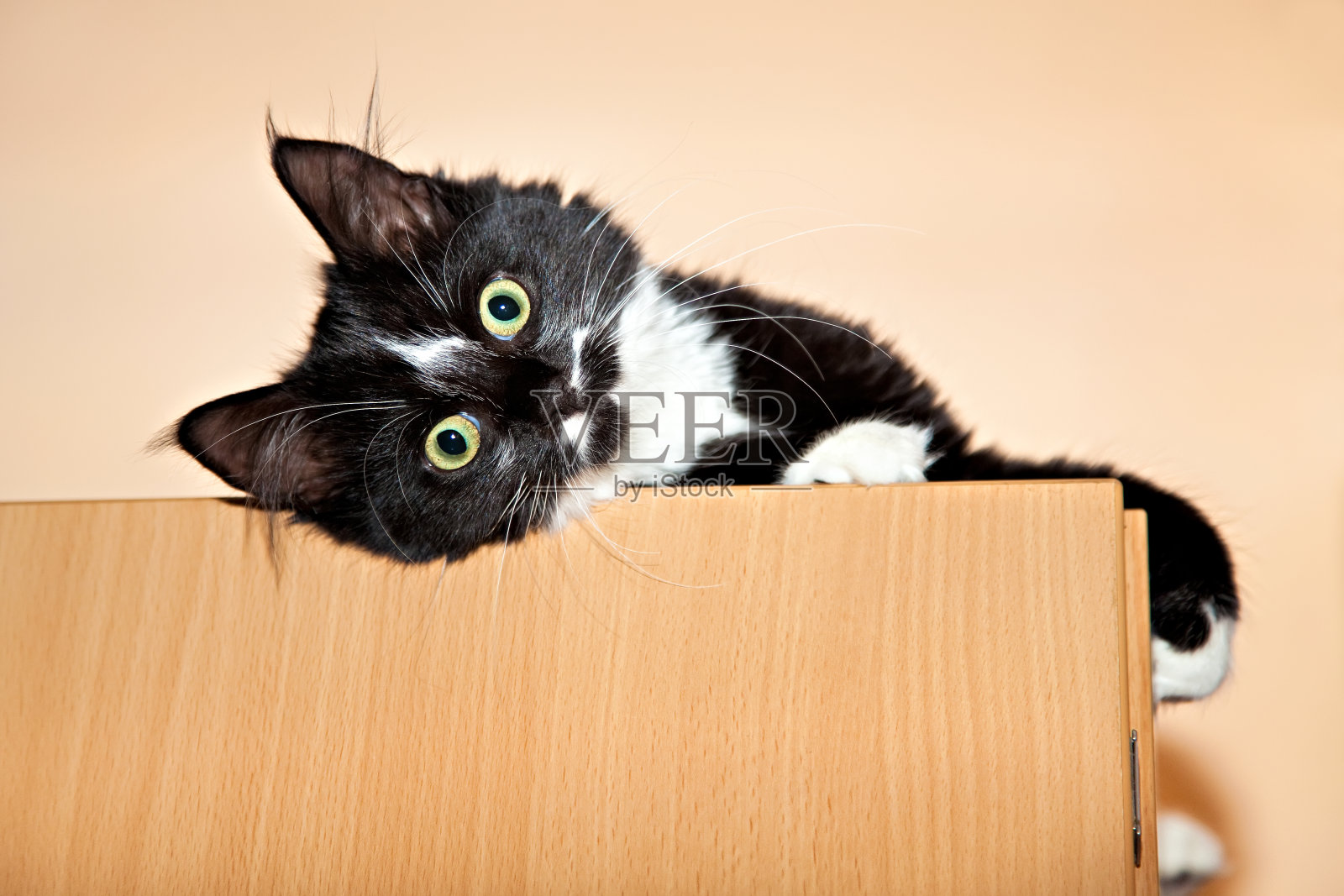 猫躺在衣柜上照片摄影图片