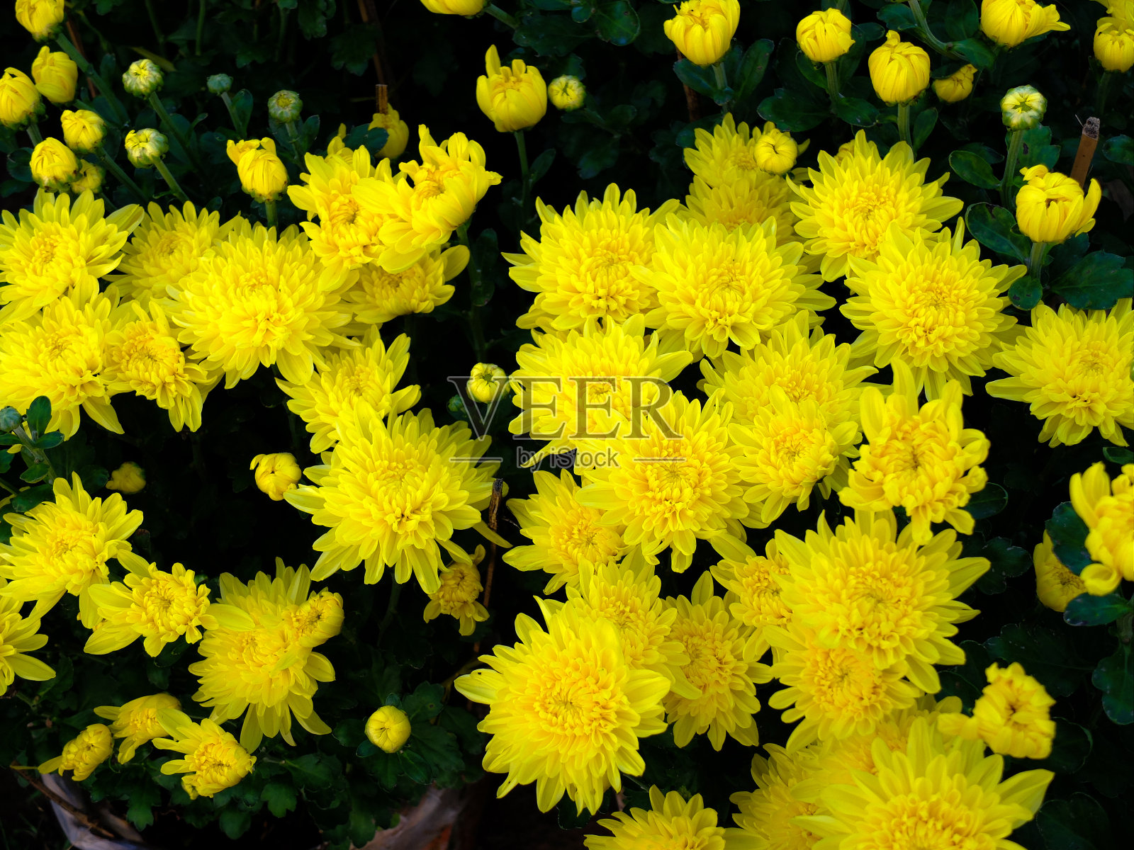 黄色的雏菊照片摄影图片