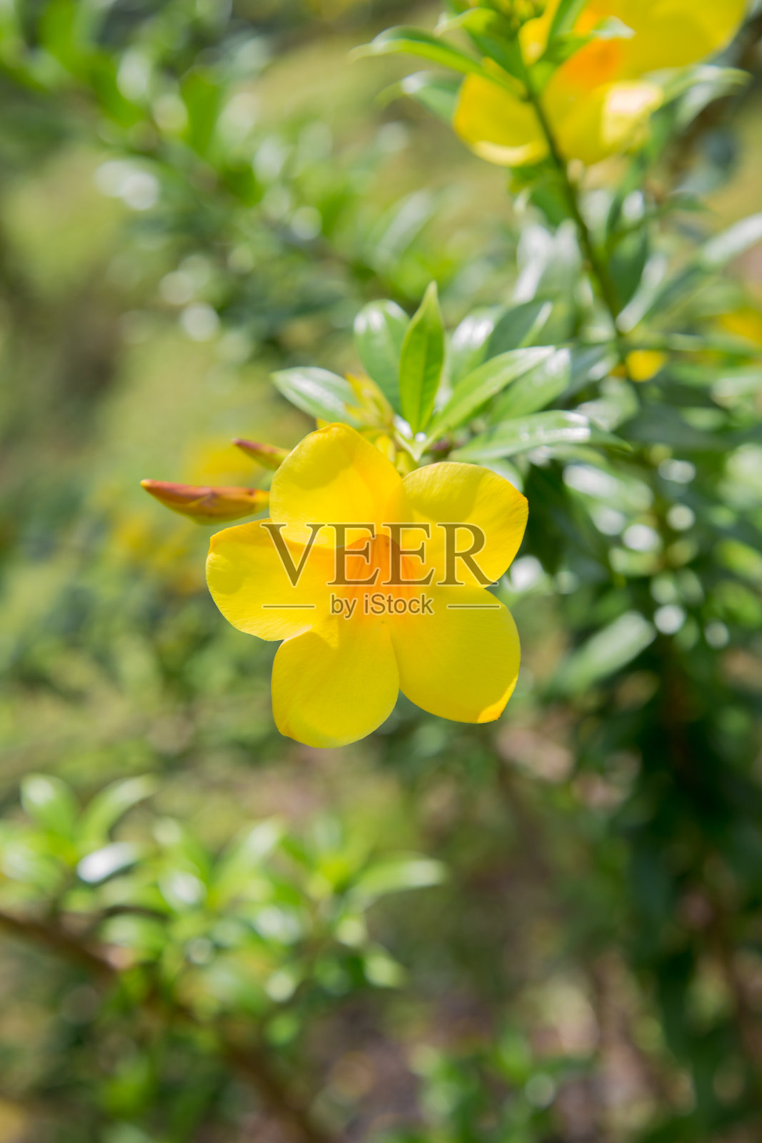 阿拉曼达或金喇叭照片摄影图片