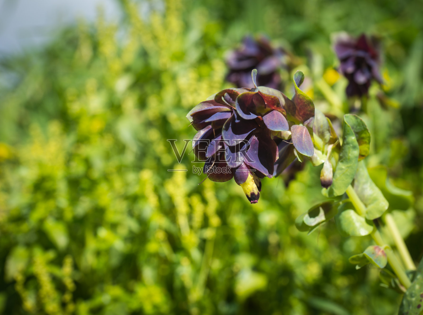 希腊伯罗奔尼撒半岛Akrokorinf的春花照片摄影图片