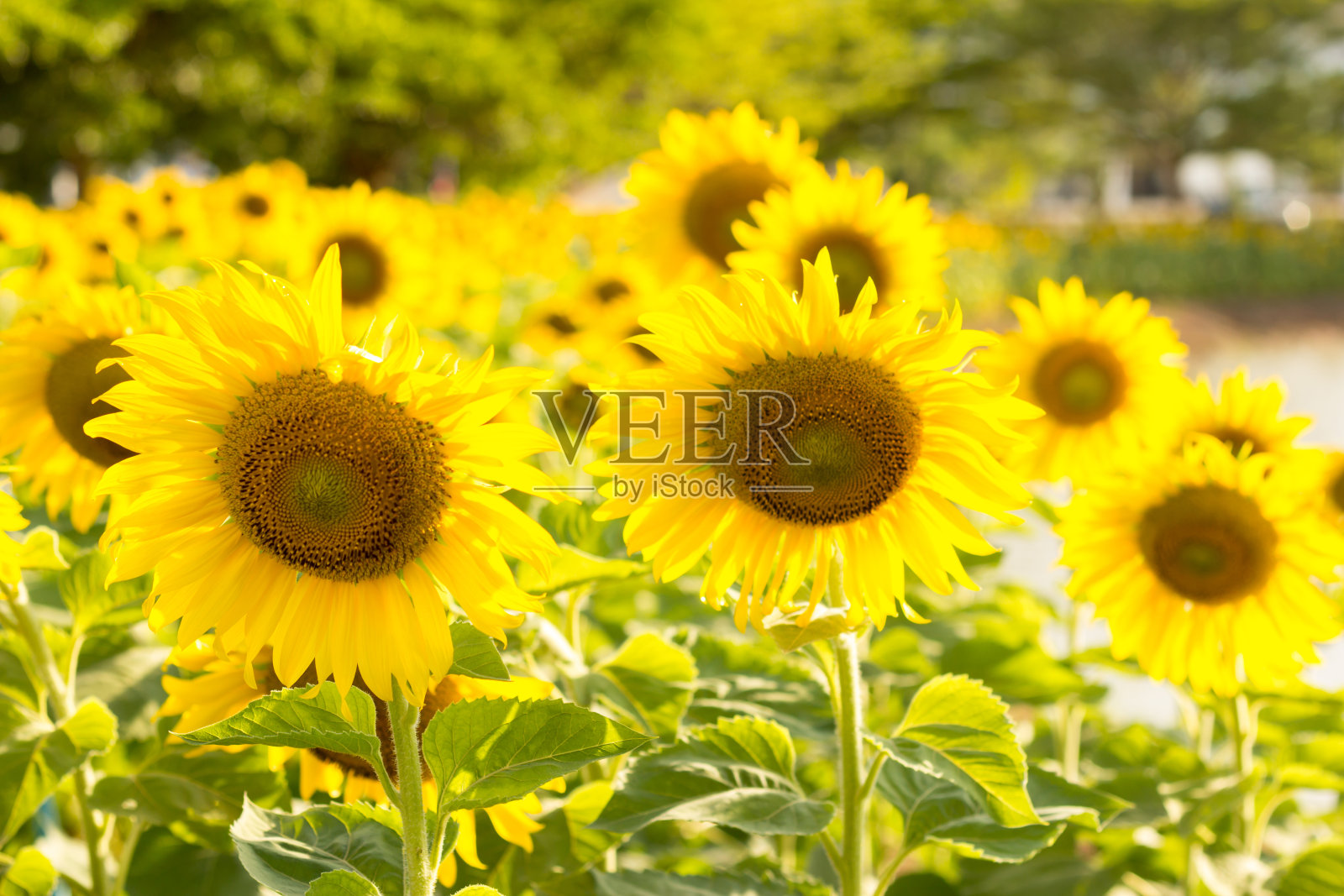 向日葵照片摄影图片