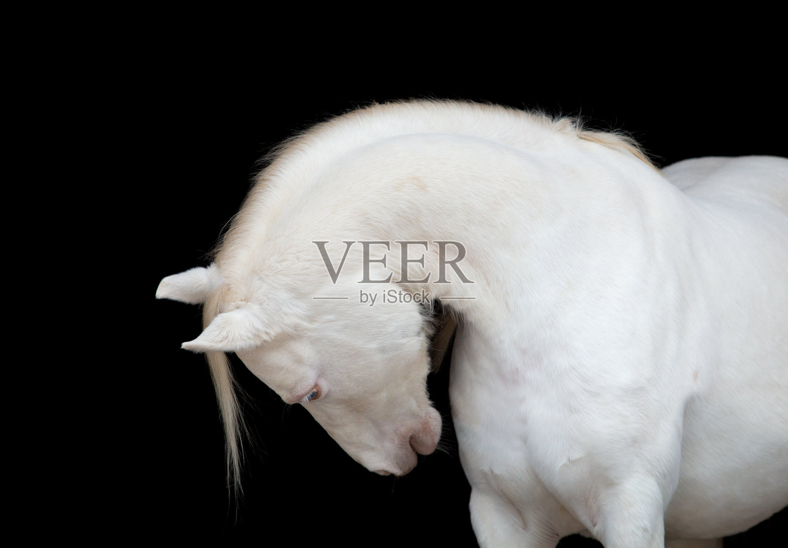 白马被黑马孤立。照片摄影图片