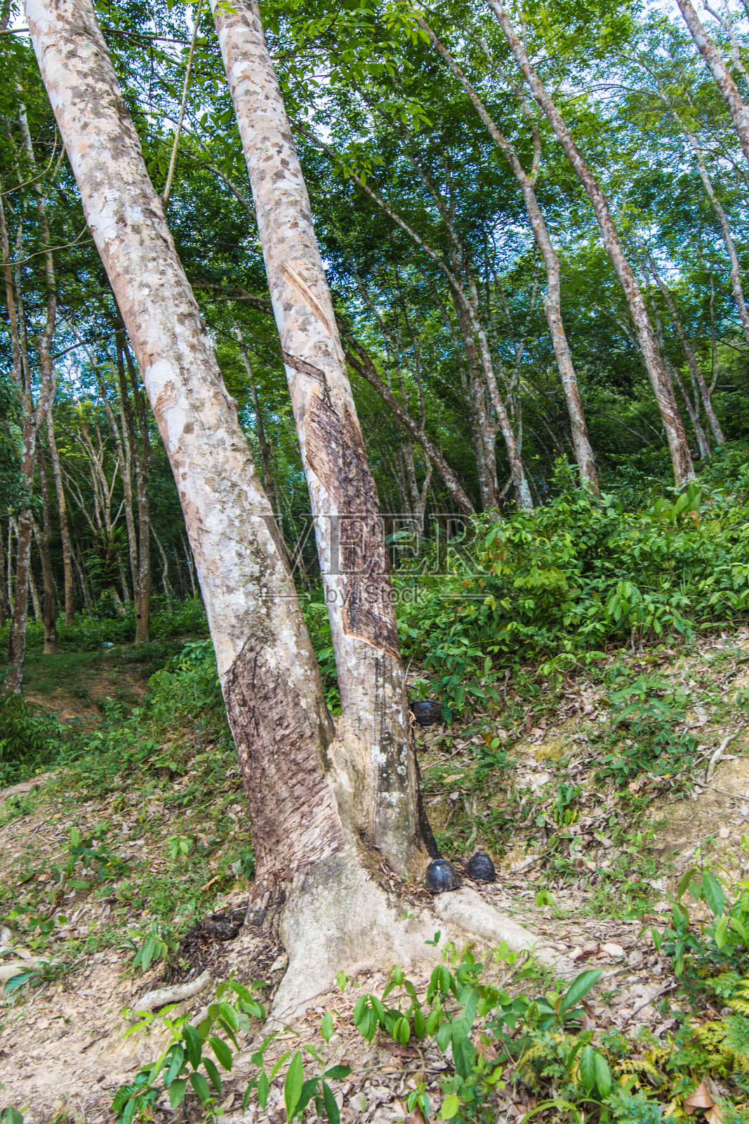 橡胶树上的生橡胶。照片摄影图片