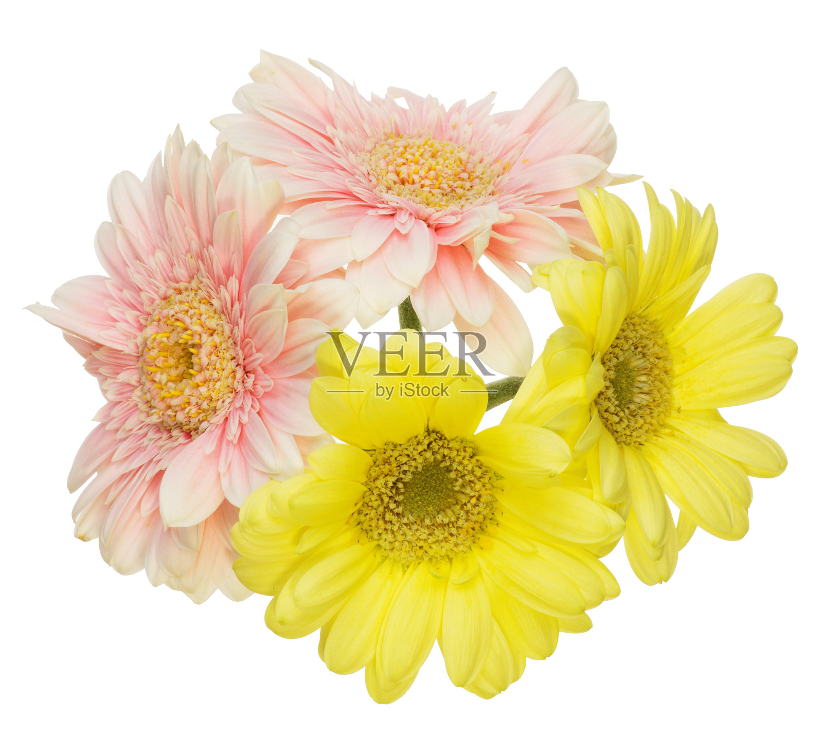 白色背景中的德兰士瓦雏菊花束照片摄影图片