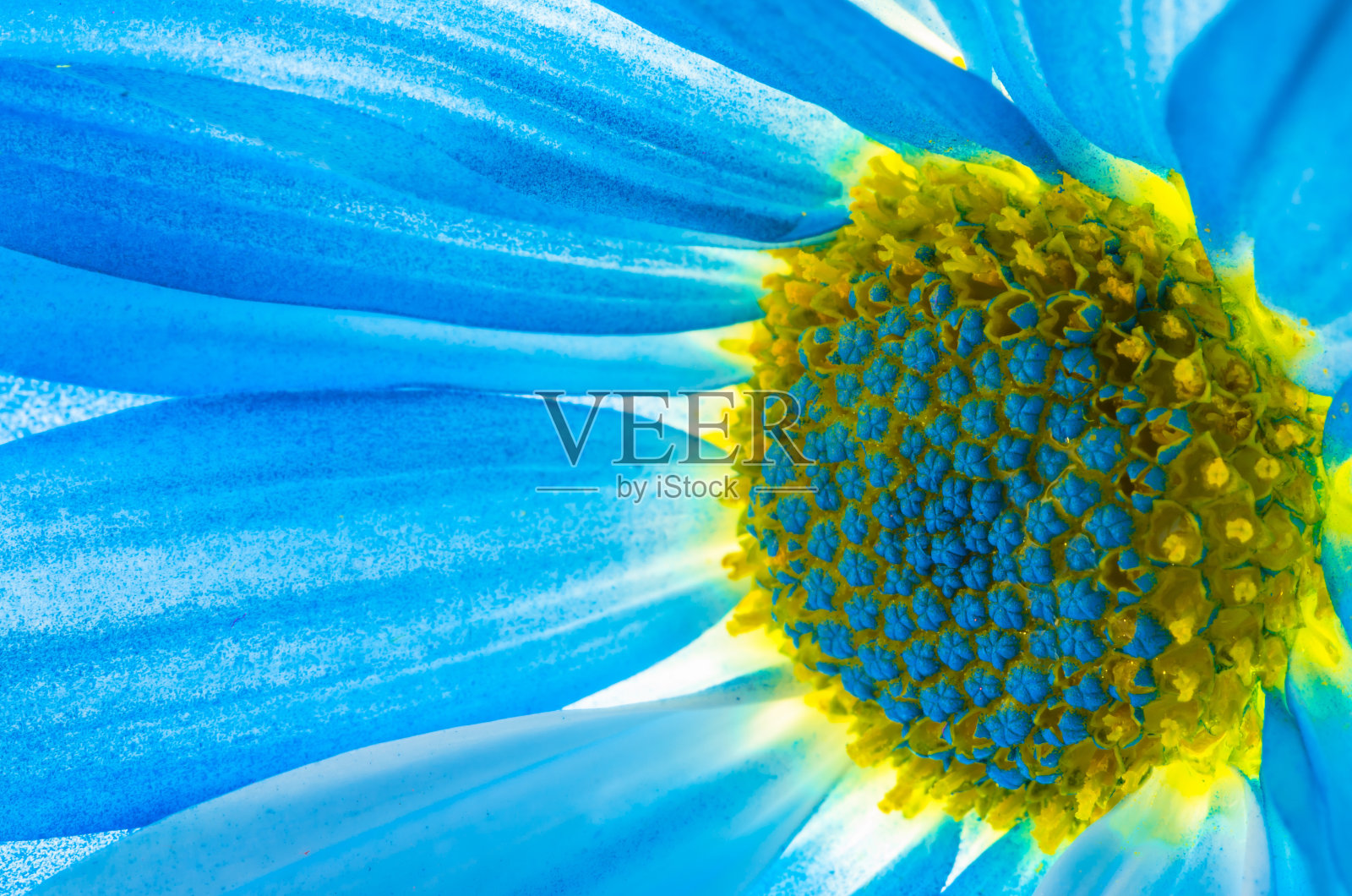 美丽柔和的非洲菊填充镜框照片摄影图片