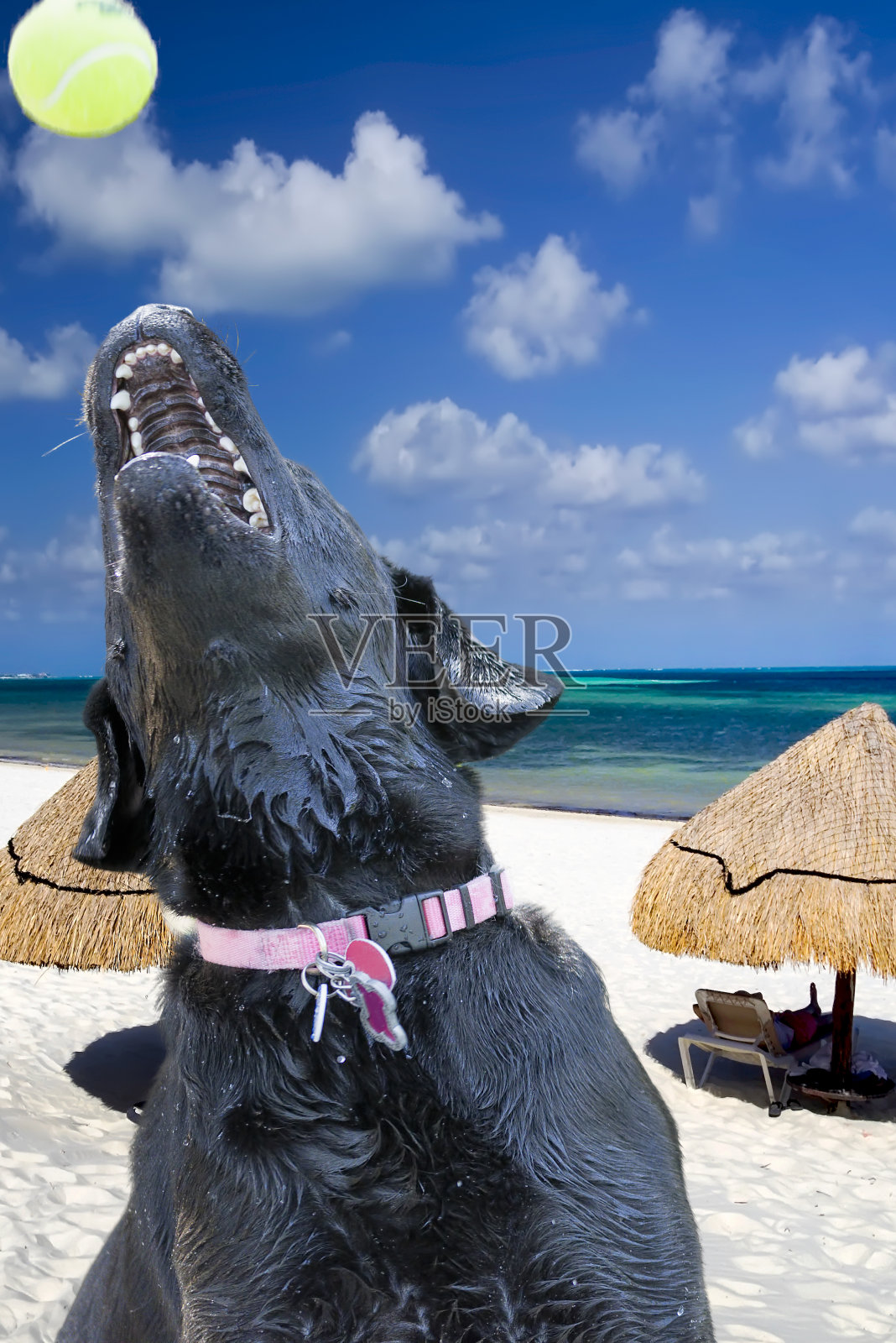 湿狗在海滩上抓球照片摄影图片