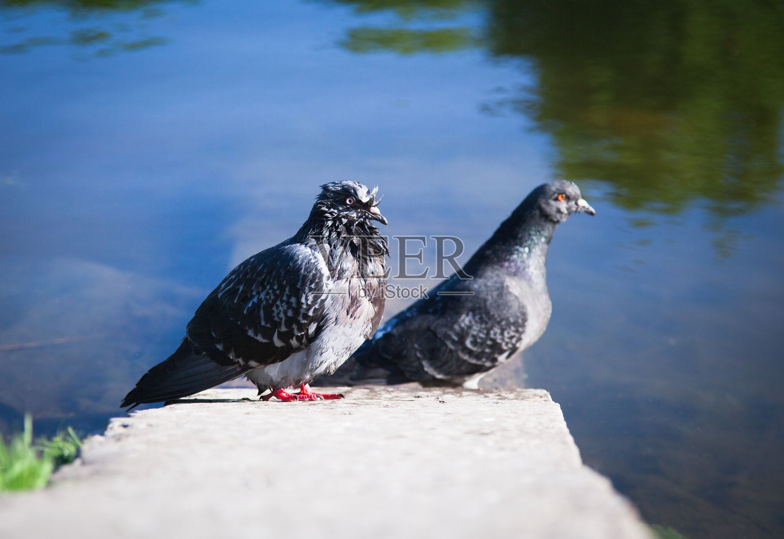 两只鸽子照片摄影图片