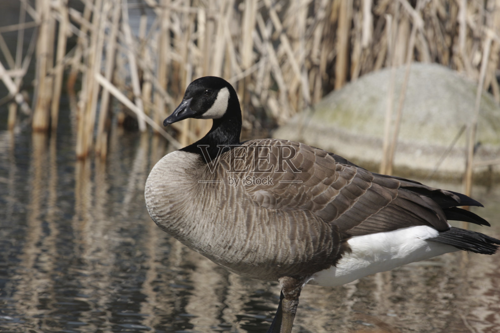 黑额黑雁照片摄影图片