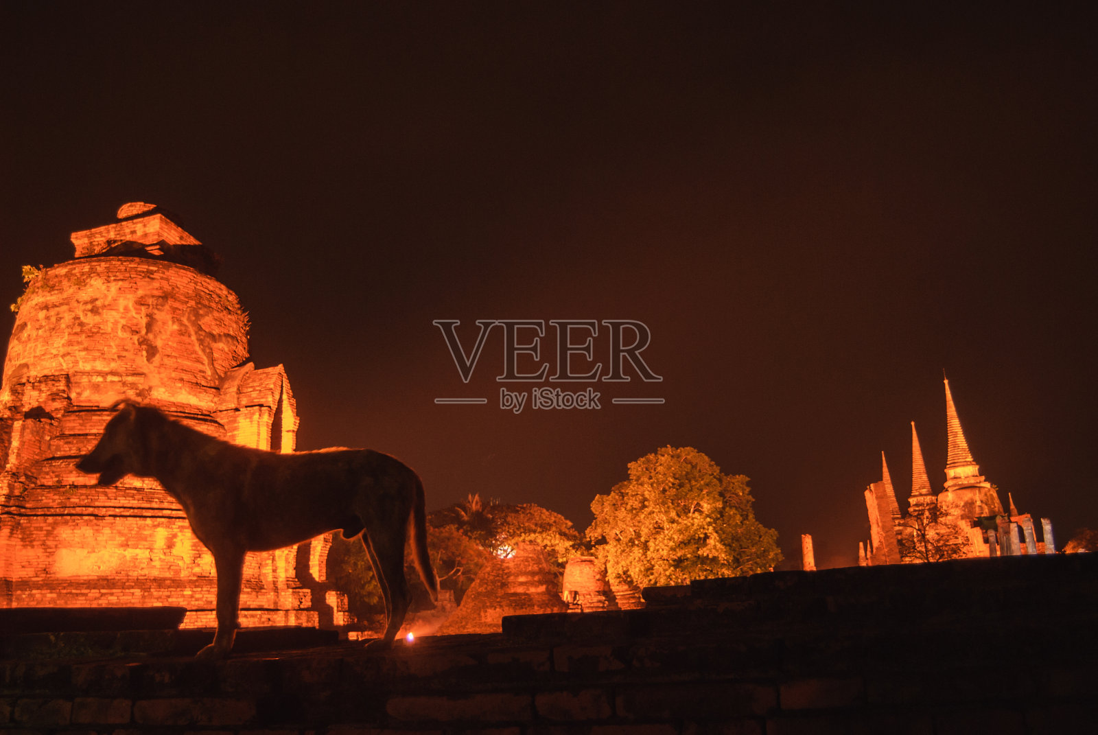 流浪狗和古老的遗骸在户外照片摄影图片