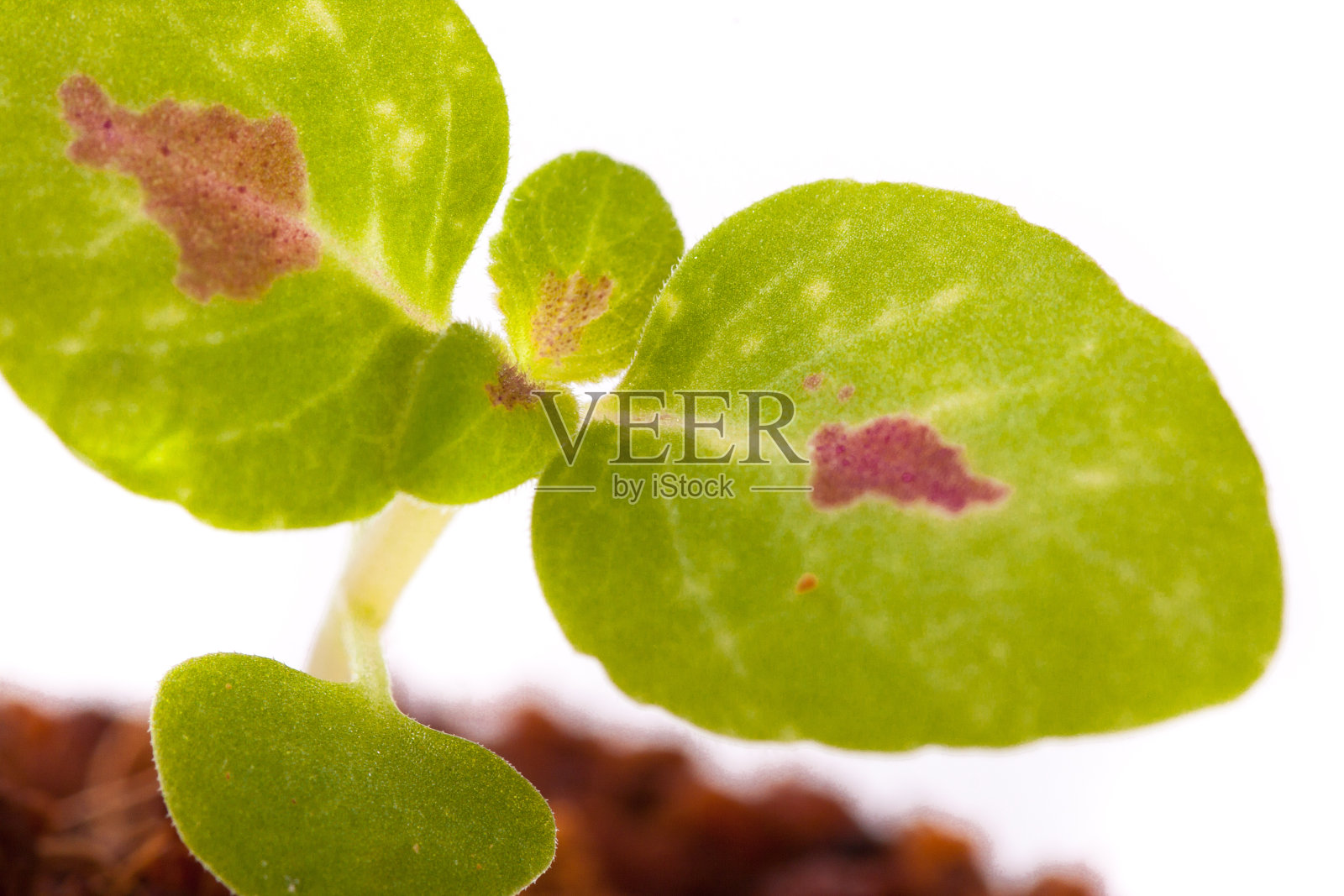 椰底的幼芽,彩叶植物照片摄影图片