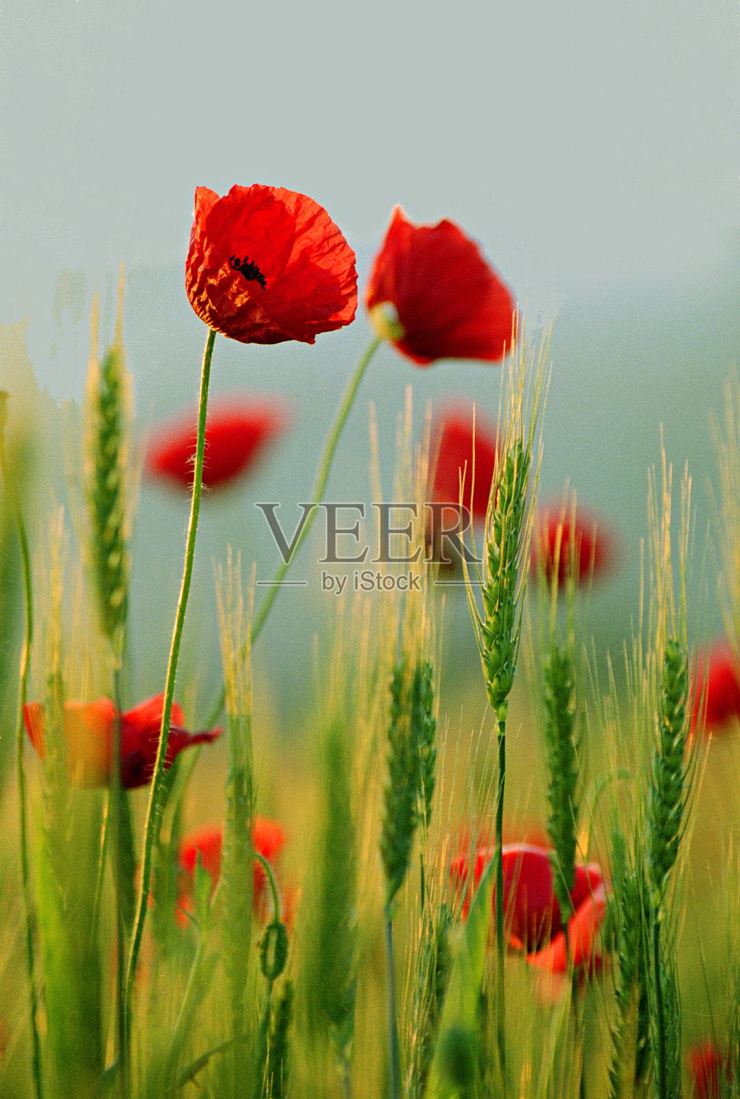 红色罂粟花特写照片摄影图片