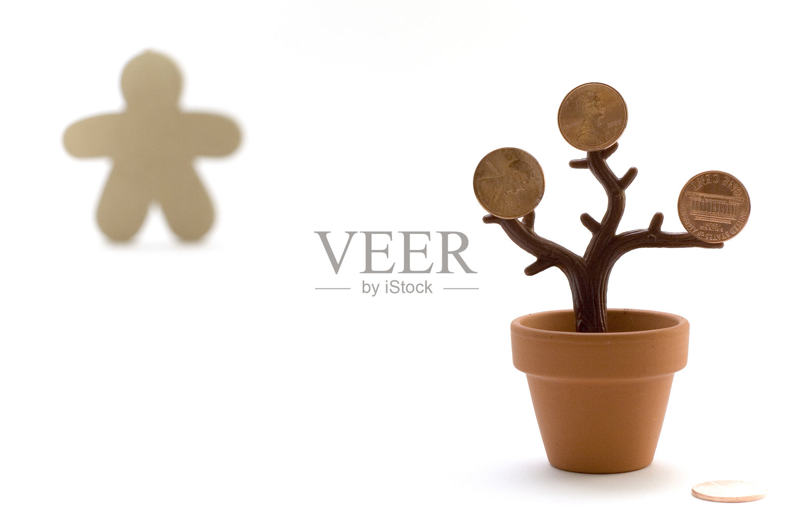 金钱树照片摄影图片