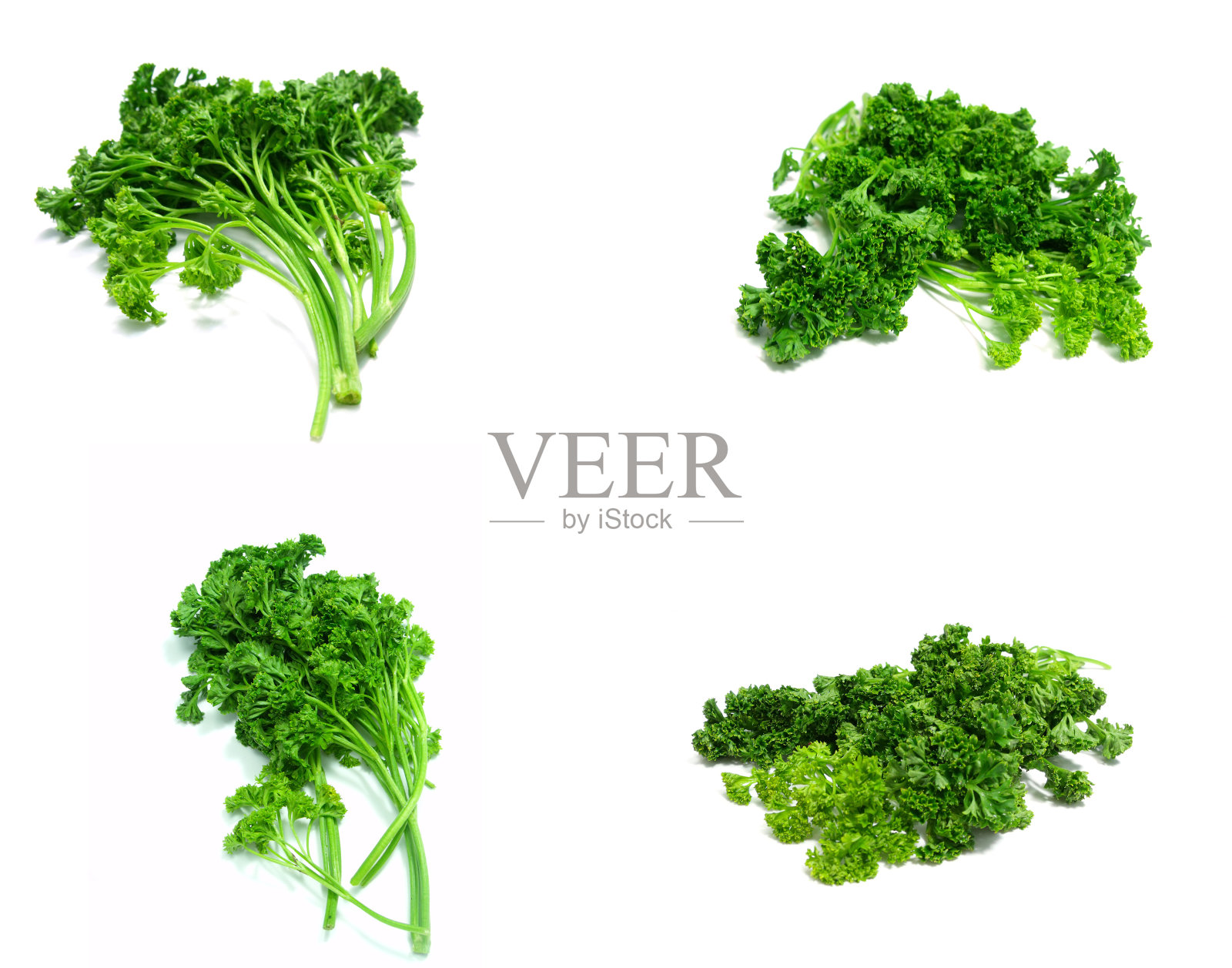 孤立在白色背景上的绿色卷曲欧芹照片摄影图片