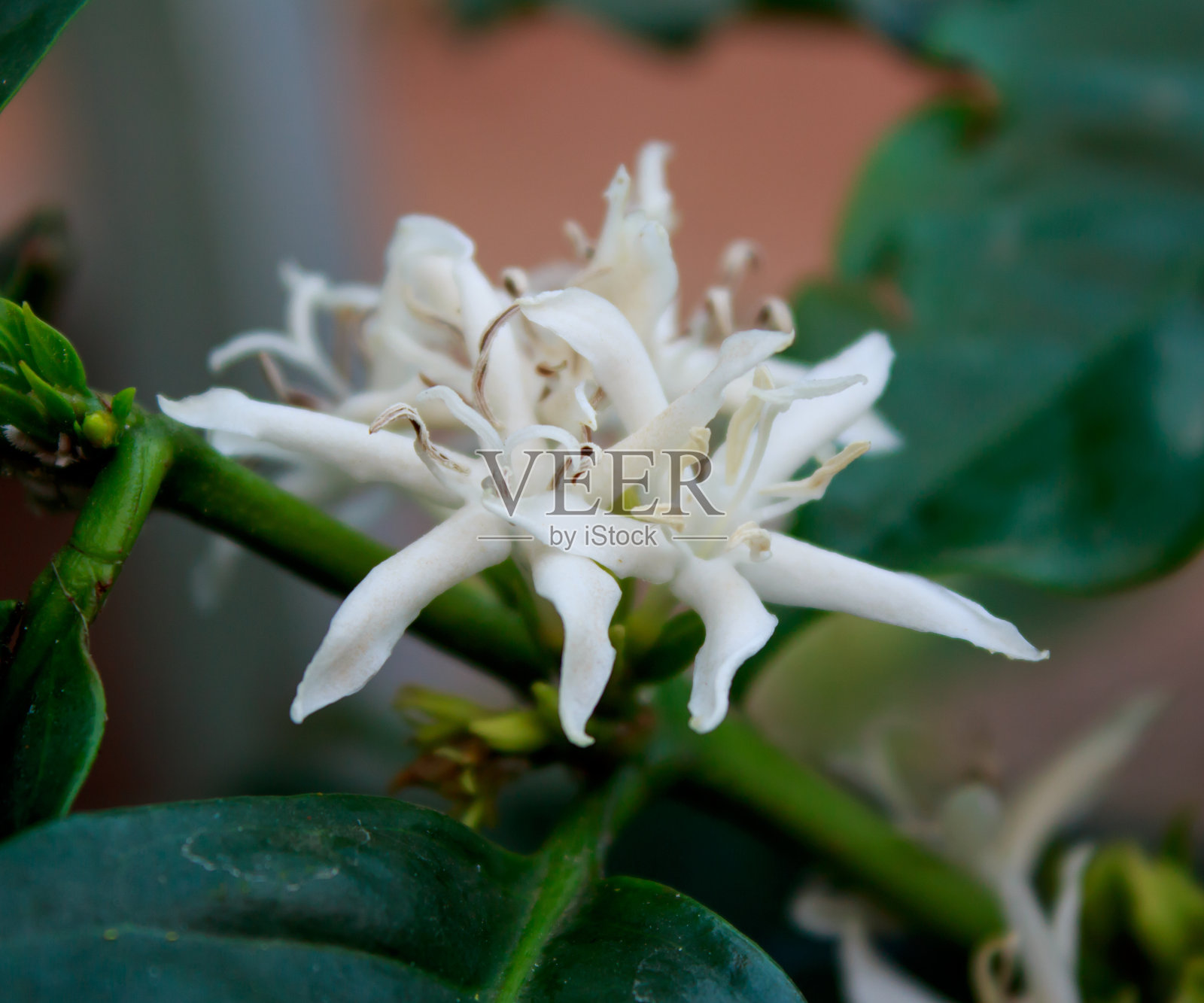 咖啡树开着白色的花照片摄影图片