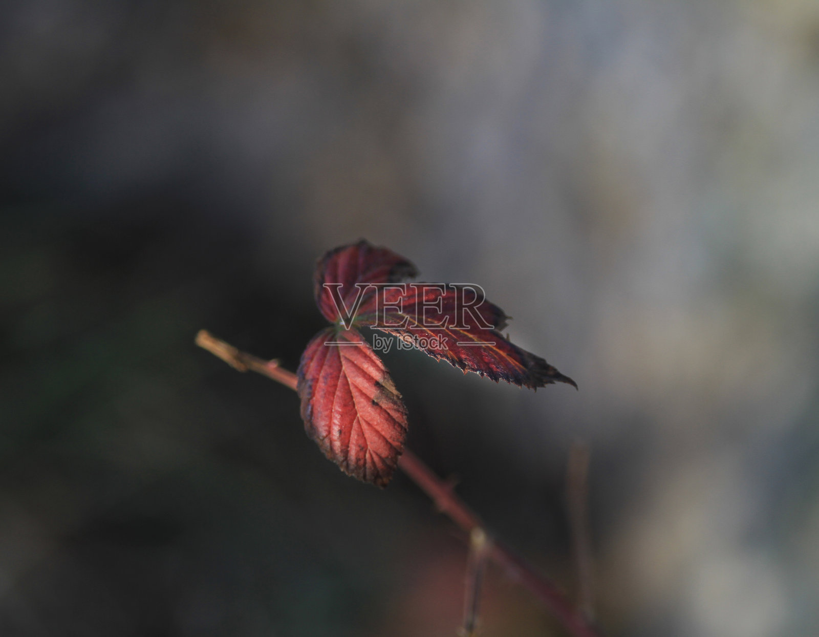 露莓在冬天叶子照片摄影图片