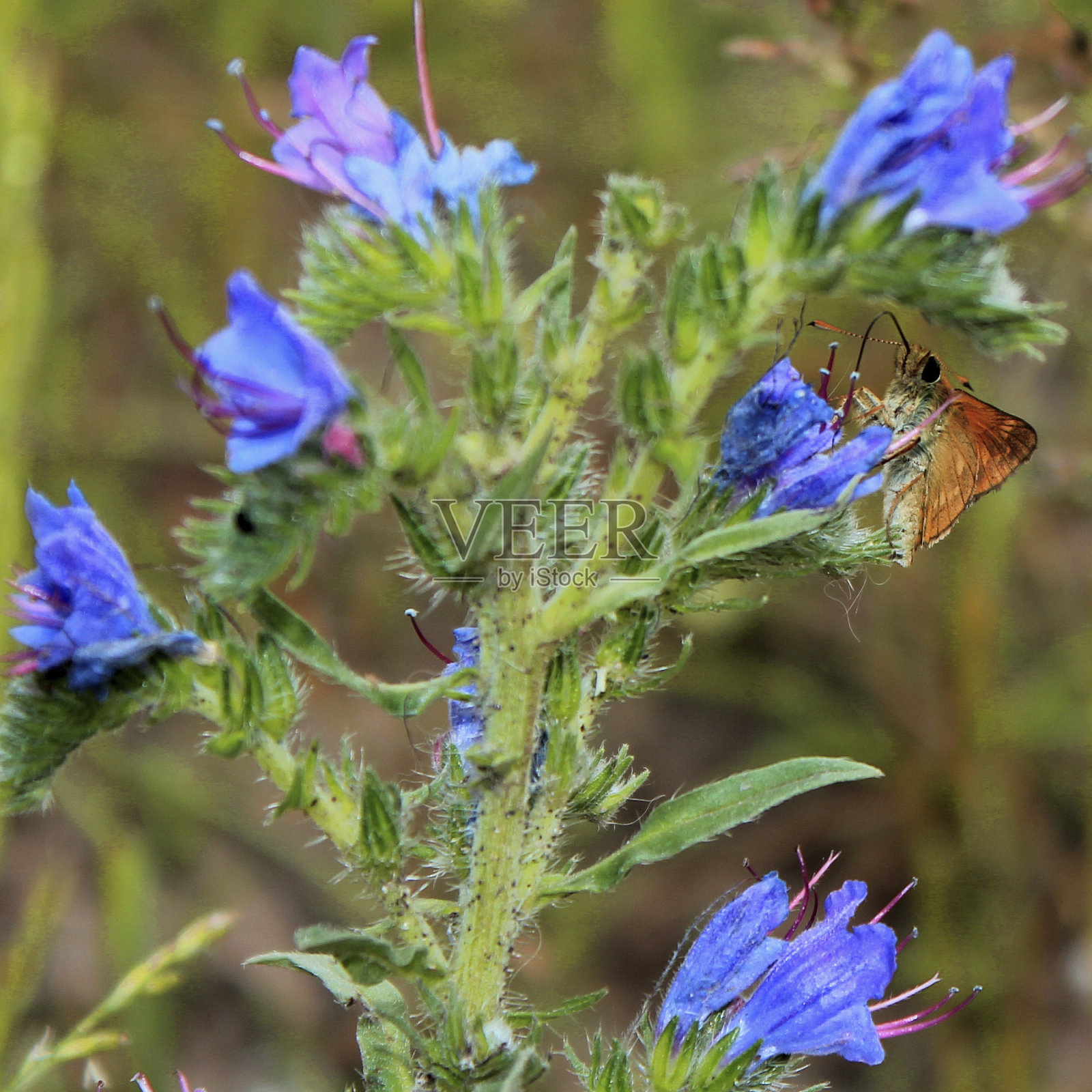 蝴蝶照片摄影图片