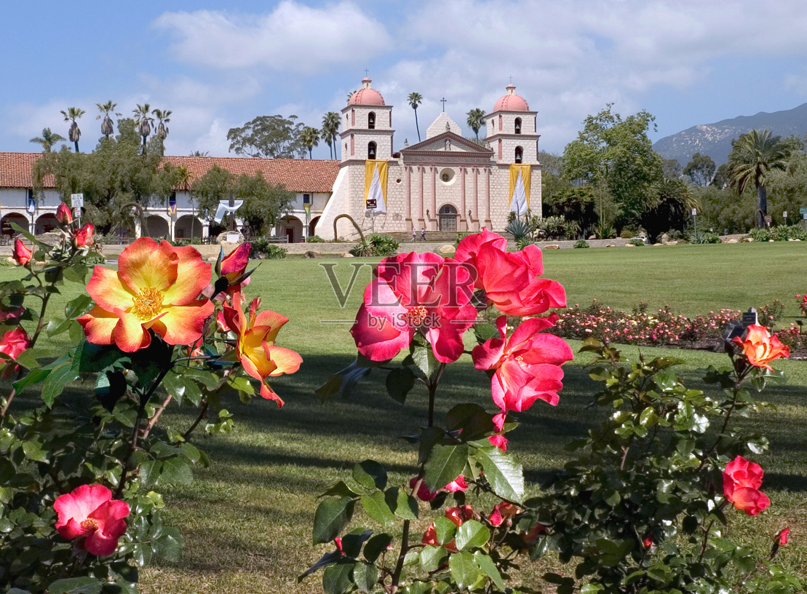 任务的玫瑰照片摄影图片