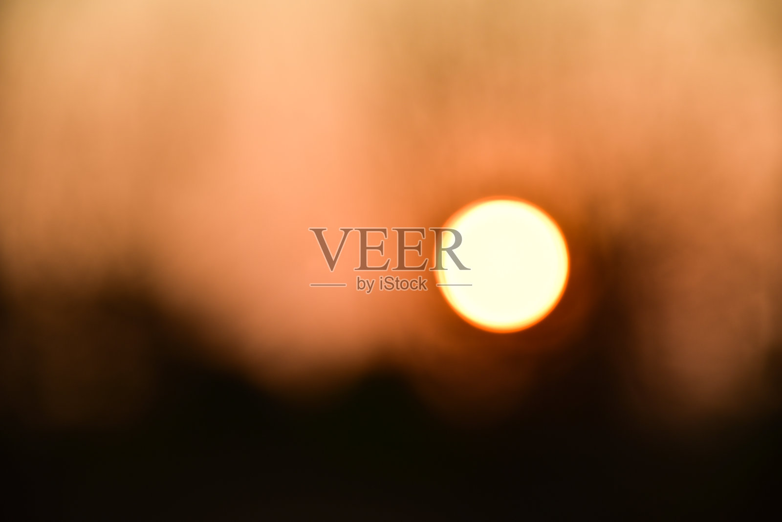 夕阳中的枯树照片摄影图片