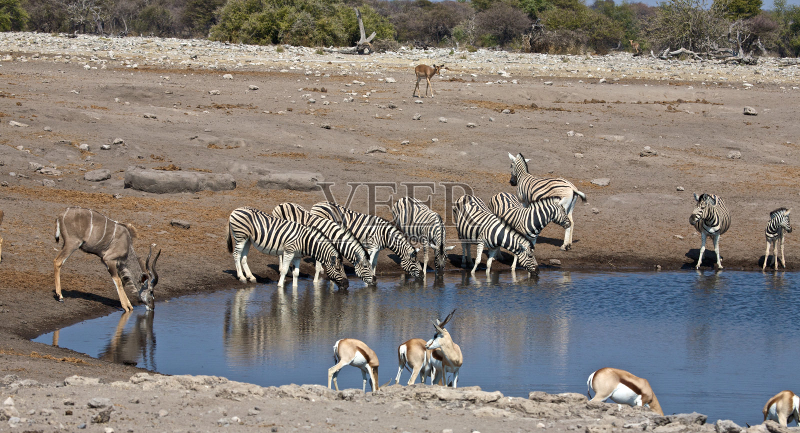 斑马照片摄影图片