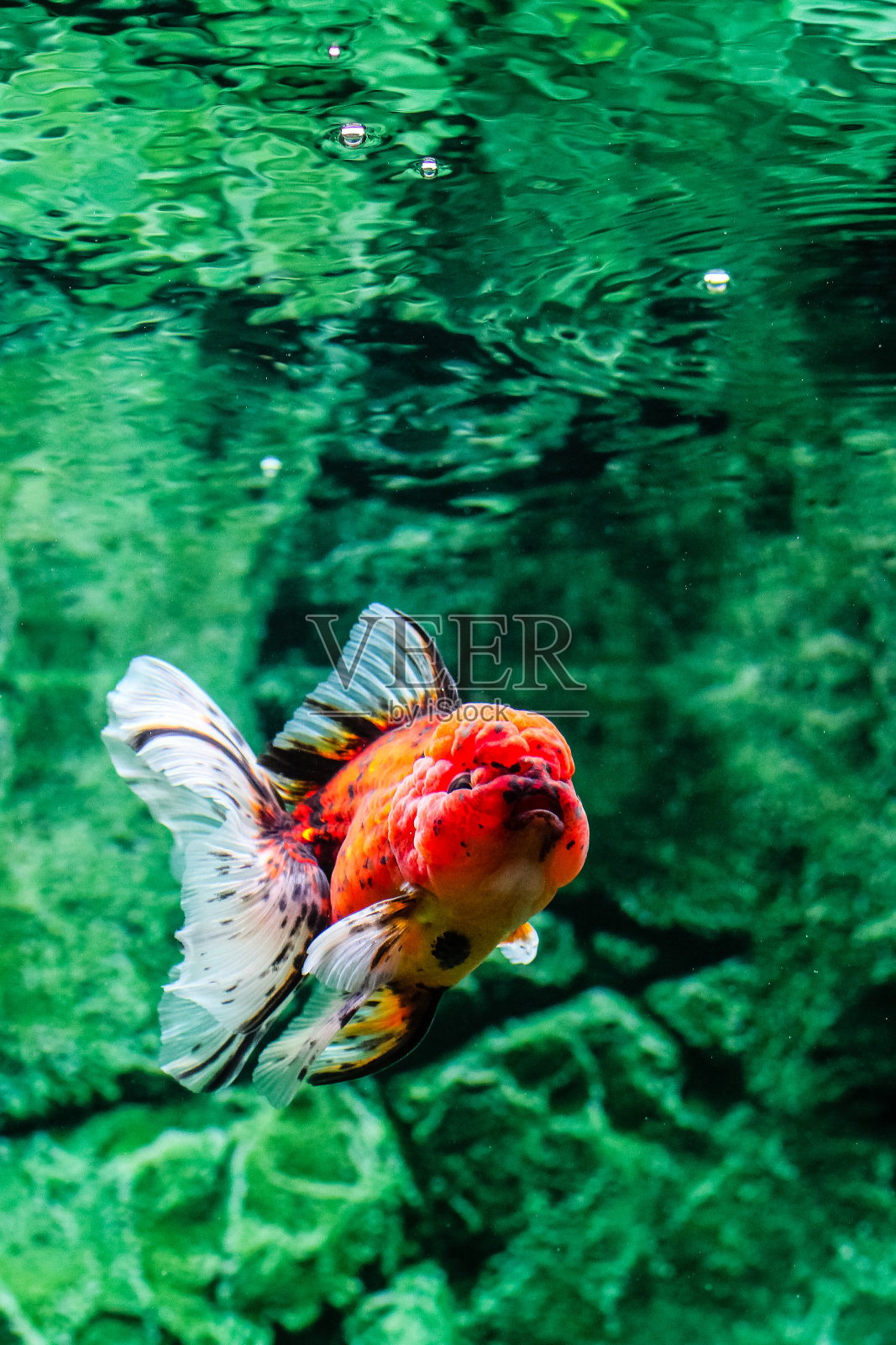 金鱼在水族馆照片摄影图片