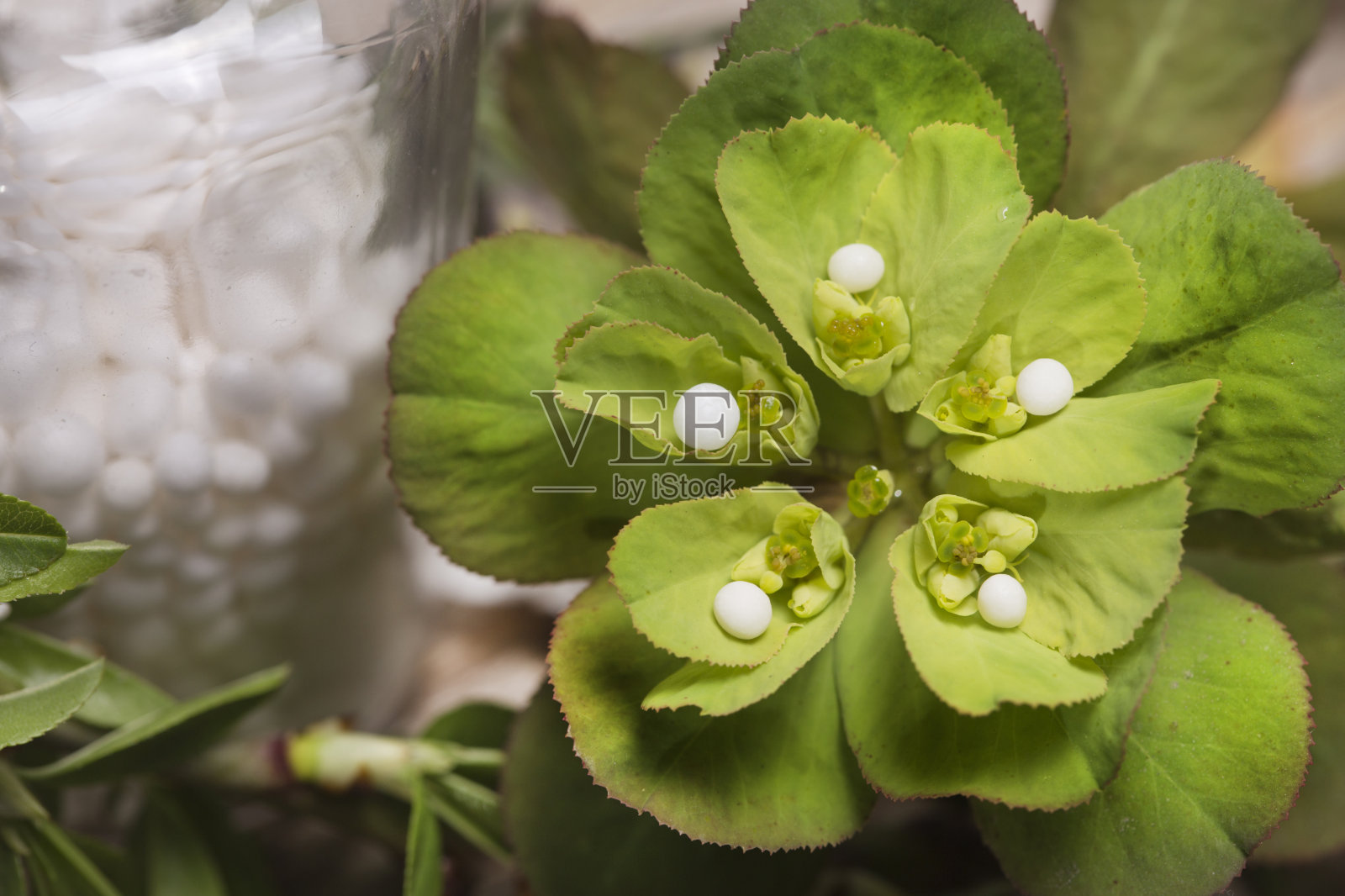 叶子上有顺势疗法小球照片摄影图片