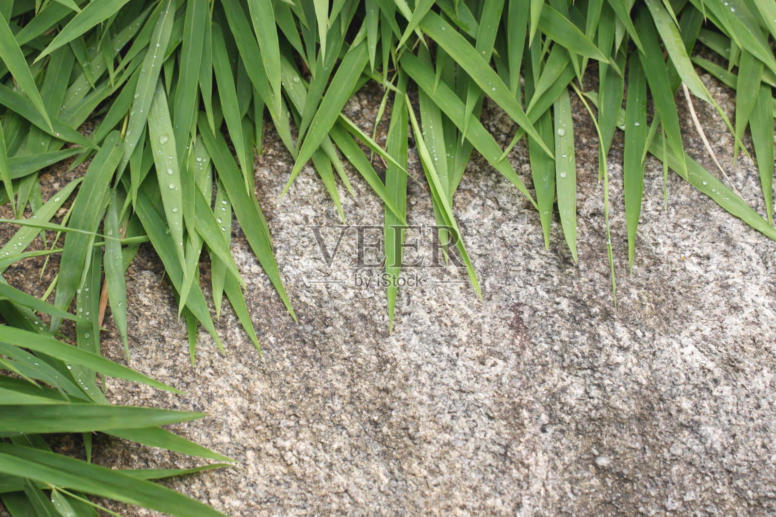 绿色的竹叶。照片摄影图片