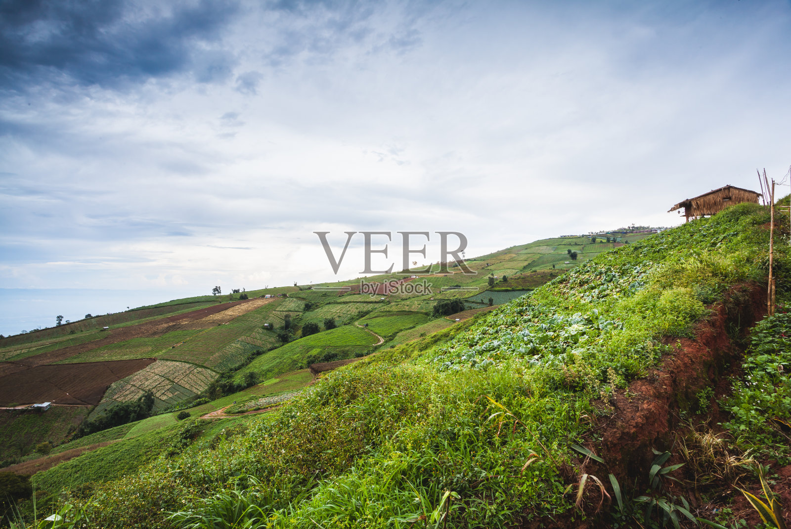 卷心菜的农场照片摄影图片