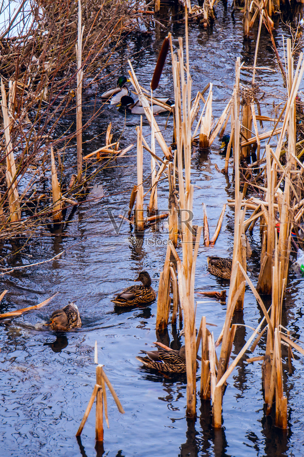 鸭子在拐杖照片摄影图片