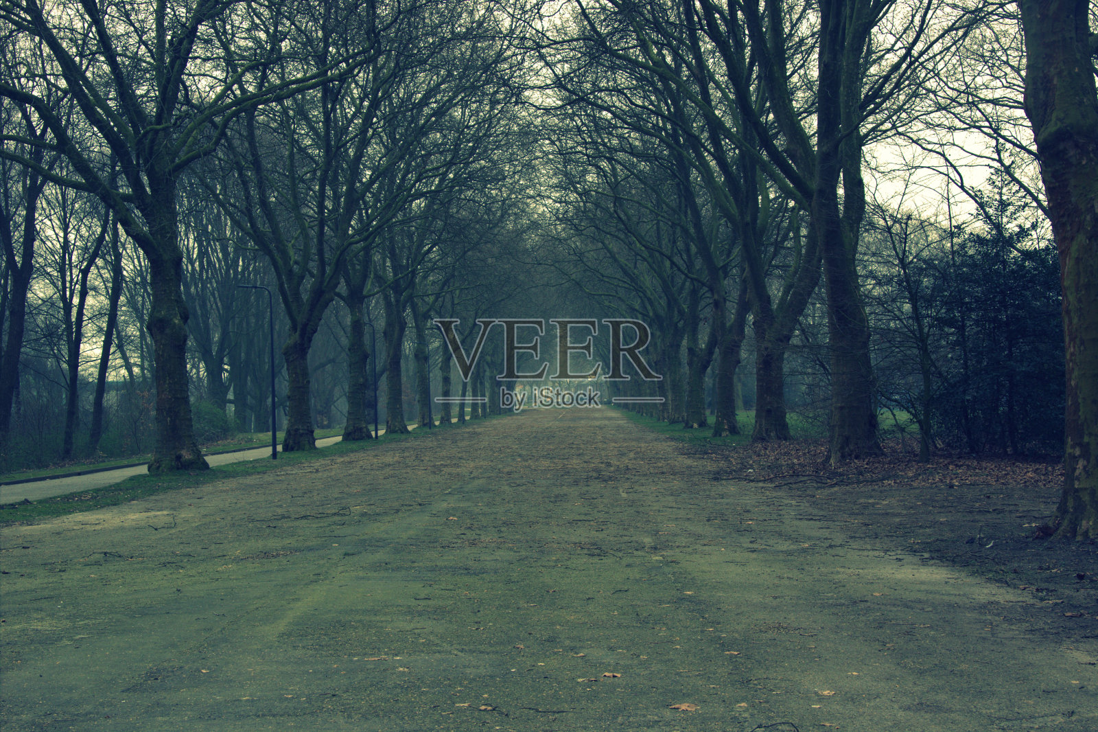 有大树的路照片摄影图片