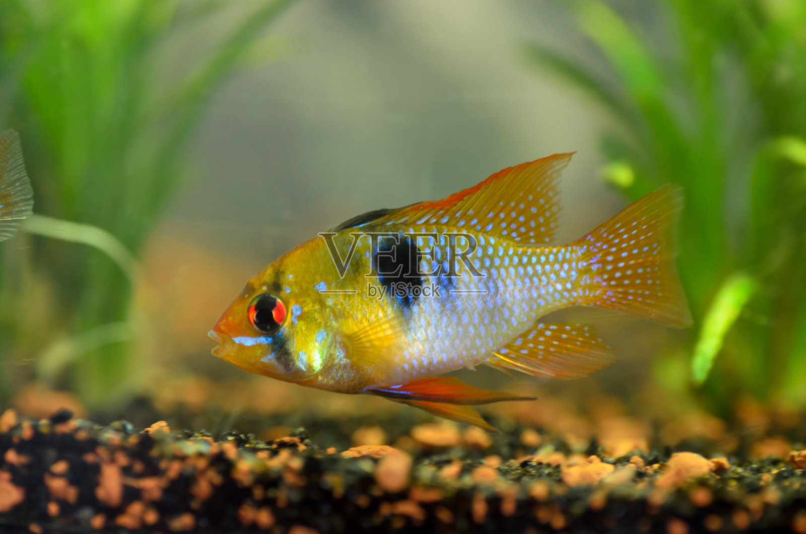 南美拉米雷斯鱼的特写镜头照片摄影图片