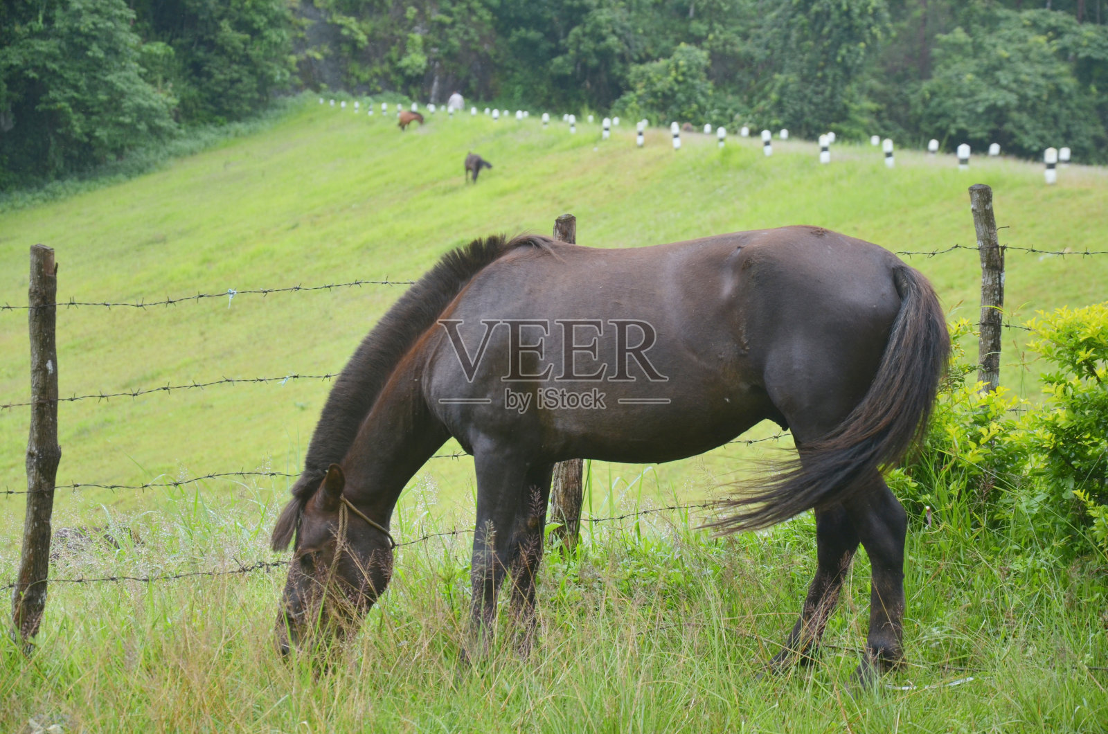 在美洪山的庞昂吃马照片摄影图片