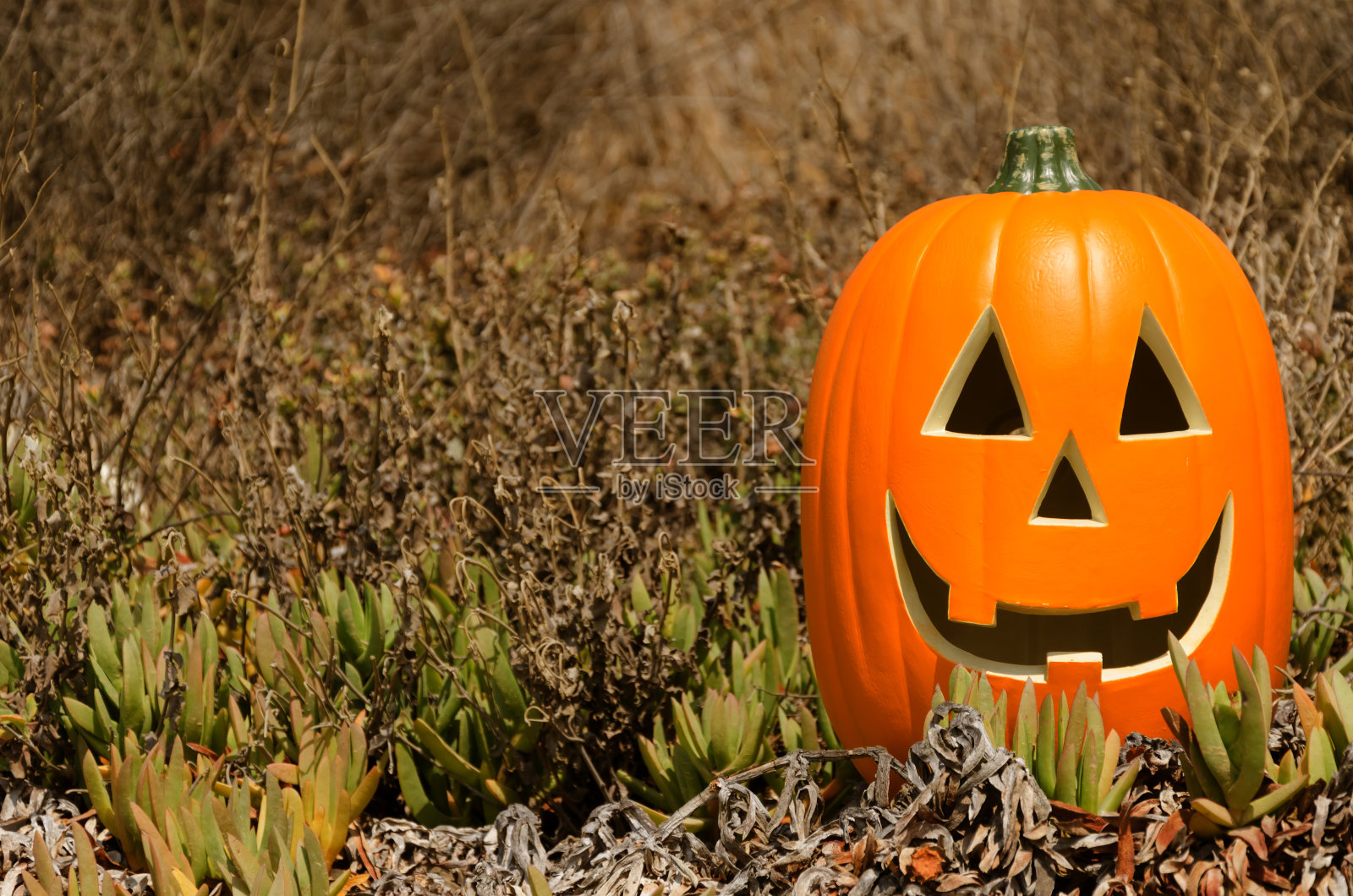 万圣节的南瓜在草地上照片摄影图片