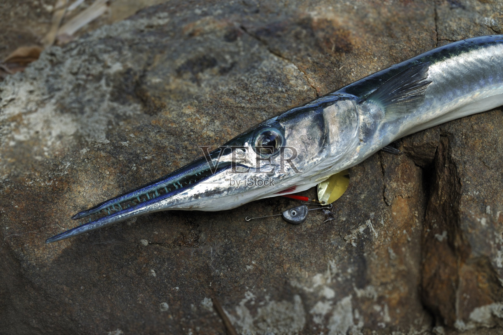 加州颌针鱼照片摄影图片