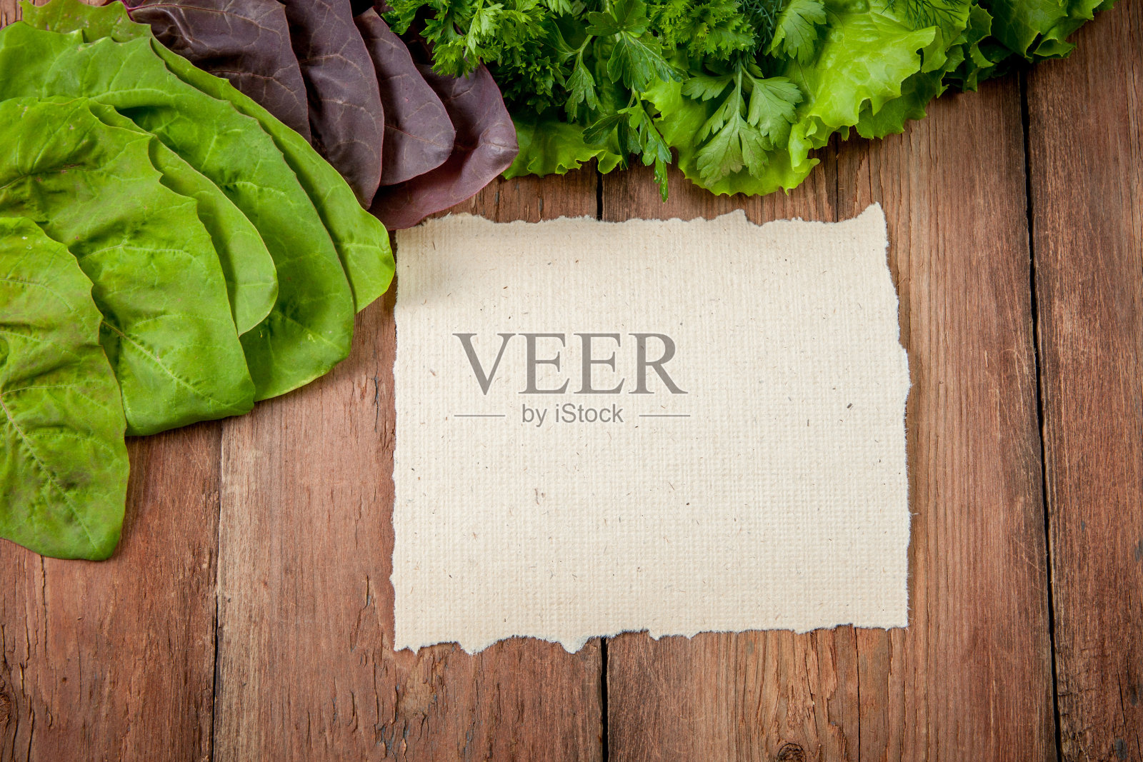 莴苣,欧芹,莳萝和菠菜照片摄影图片