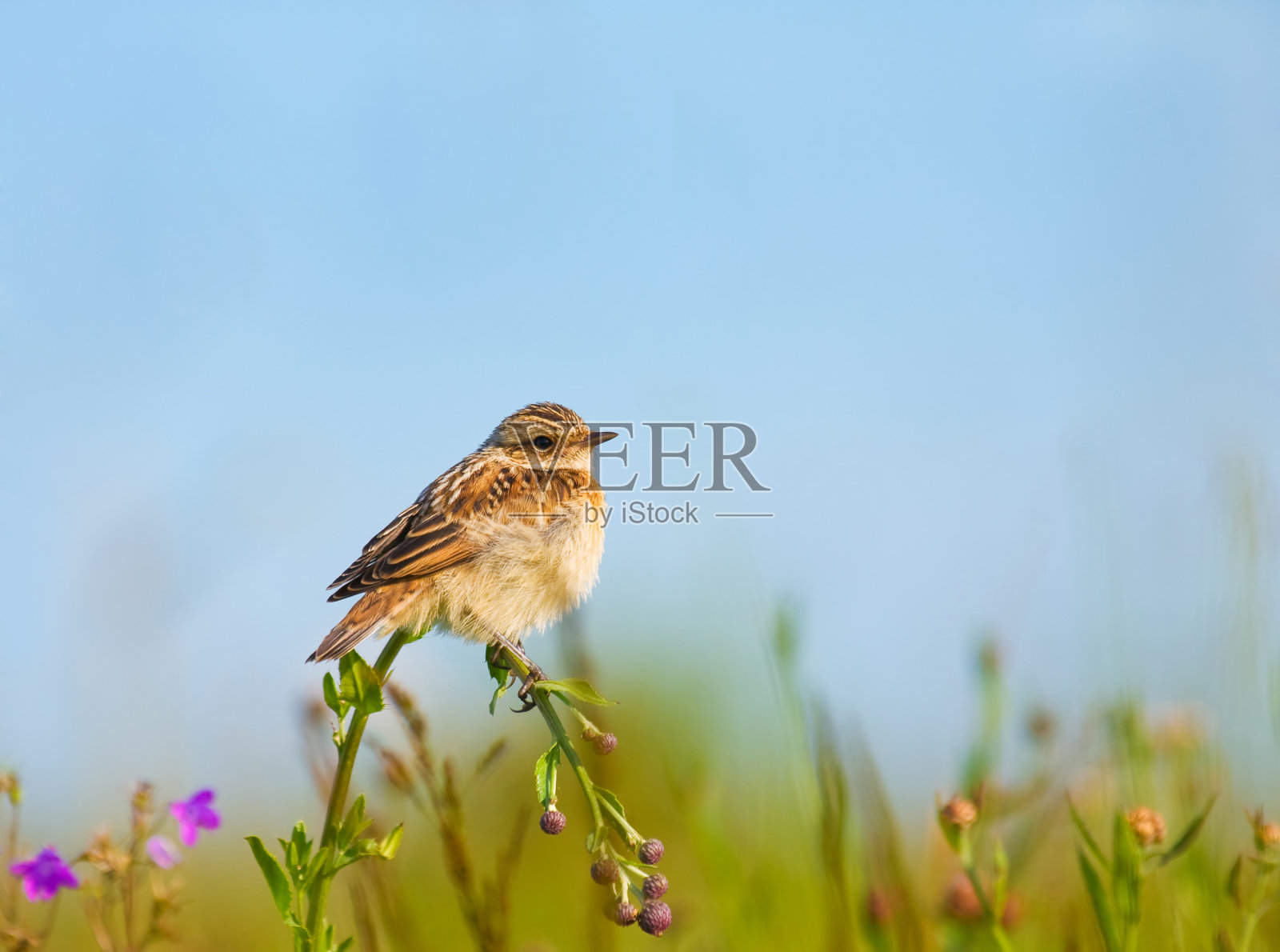 百灵鸟在花上照片摄影图片