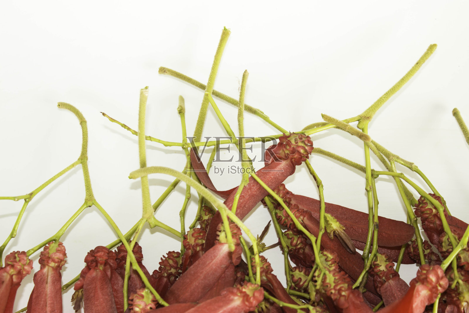 白色背景上的龙脑红花。照片摄影图片