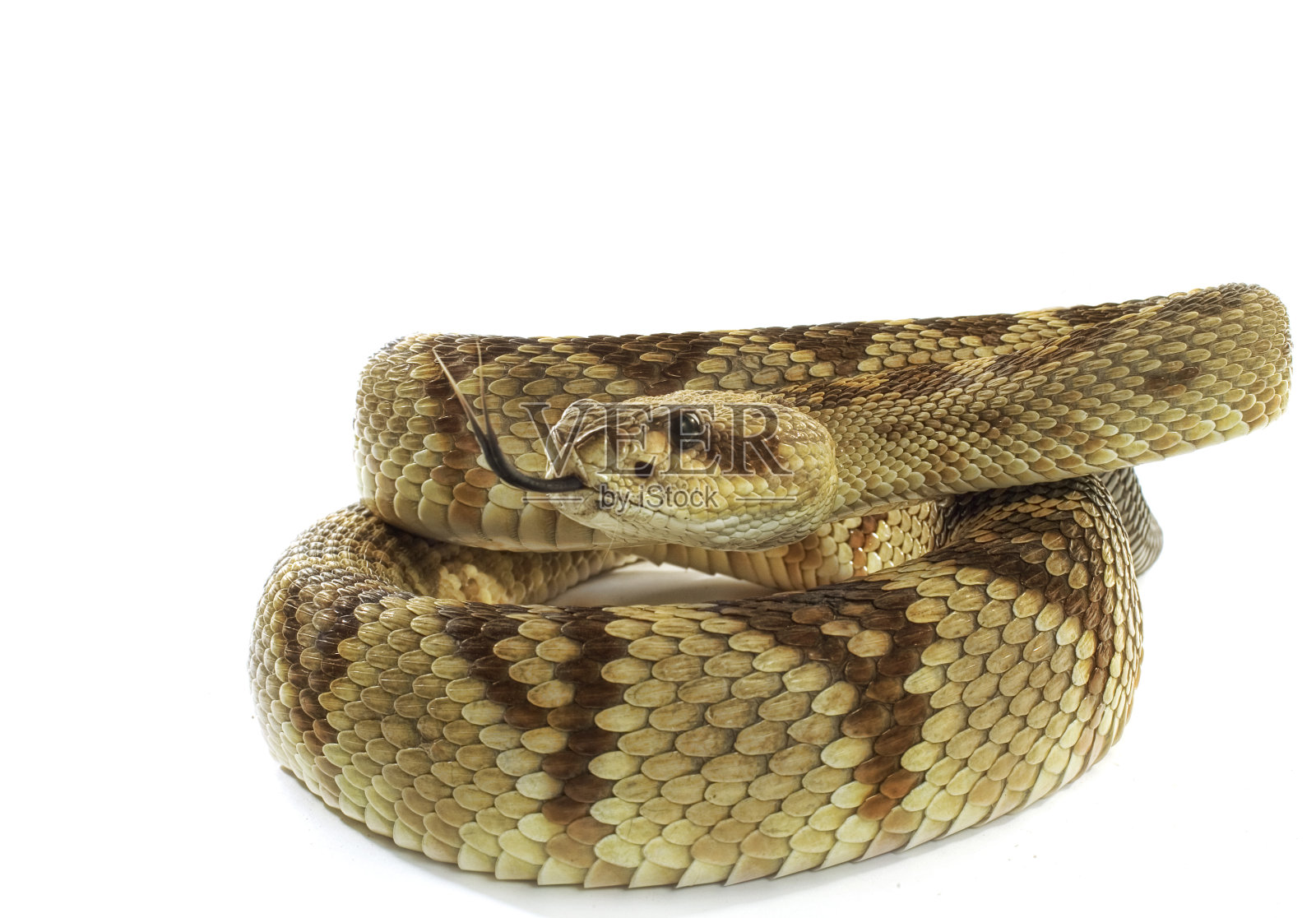 黑人尾随响尾蛇照片摄影图片