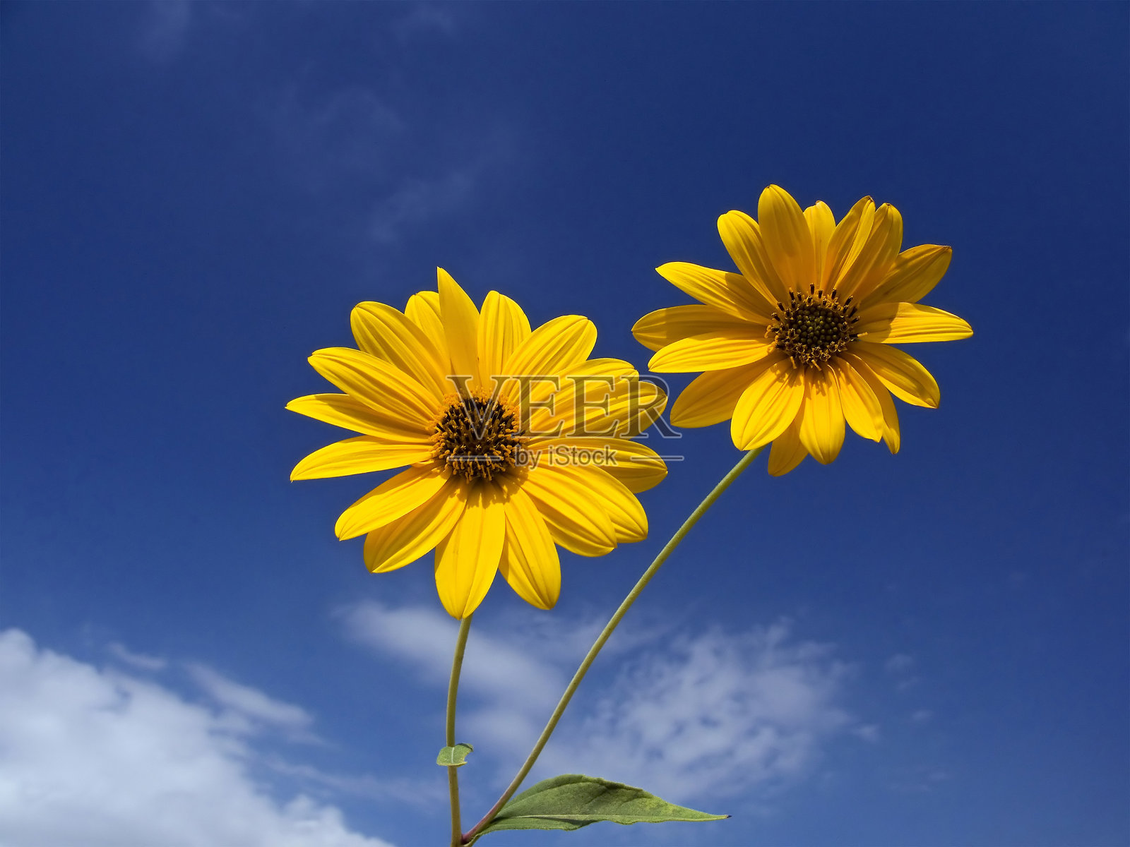 菊芋(Helianthus tuberosus)照片摄影图片