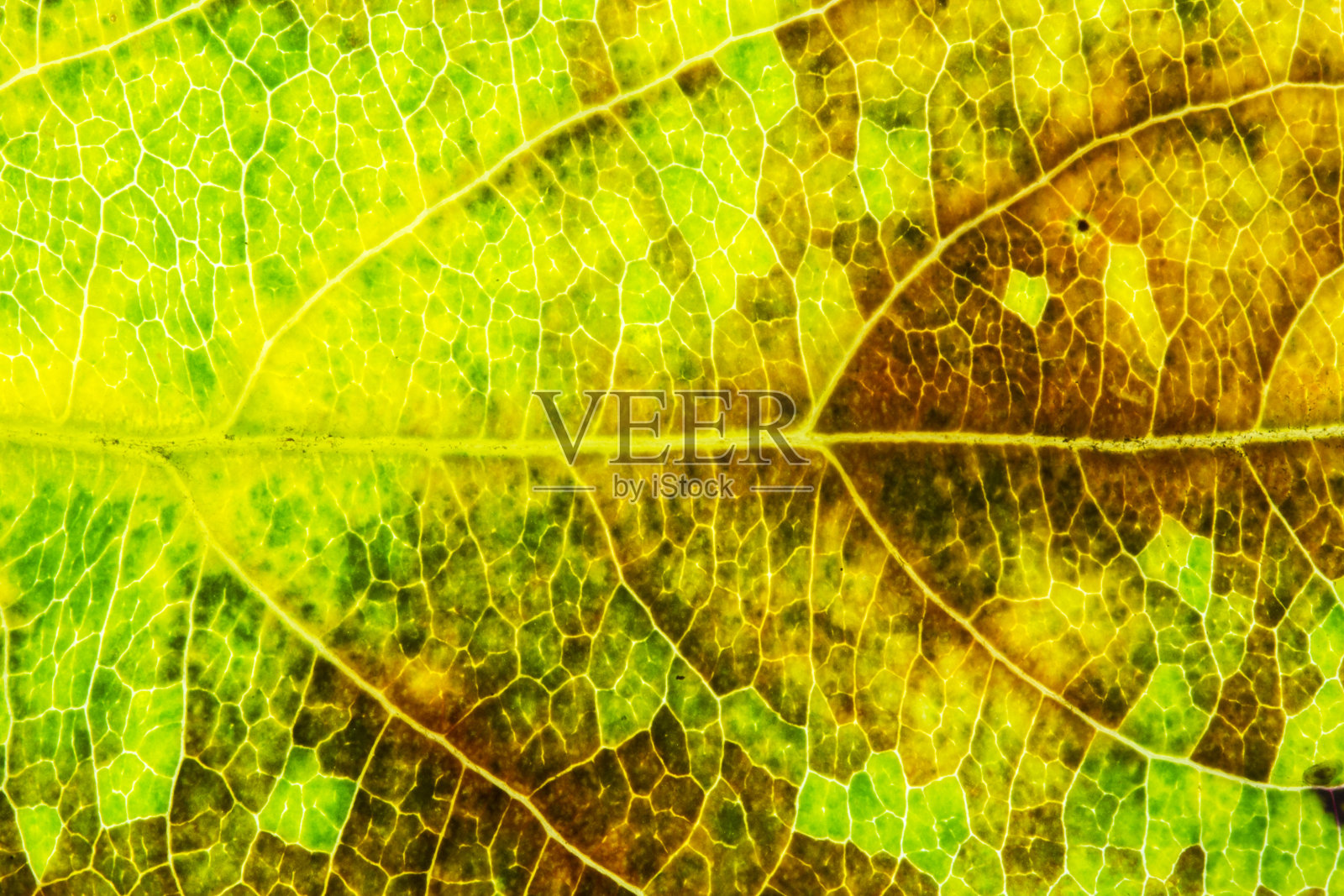 叶子纹理接近抽象的背景。照片摄影图片